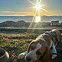 Arrow participe au concours pour gagner de l'argent avec cette photo : beagle, bone, chewing, dog, grass, harness, leash, nature, ocean, outdoor, pet, puppy, rocks, sea, shore, sky, sun, sunlight, sunset, water