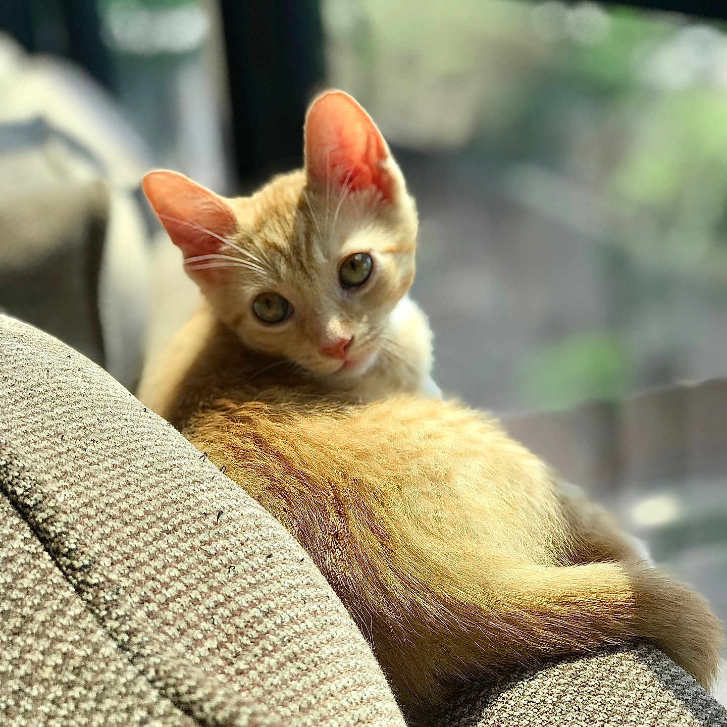 Winston joined the competition — help win amazing prizes! abyssinian, angora, animal, armchair, cat, chair, couch, furniture, kitten, manx, pet, siamese
