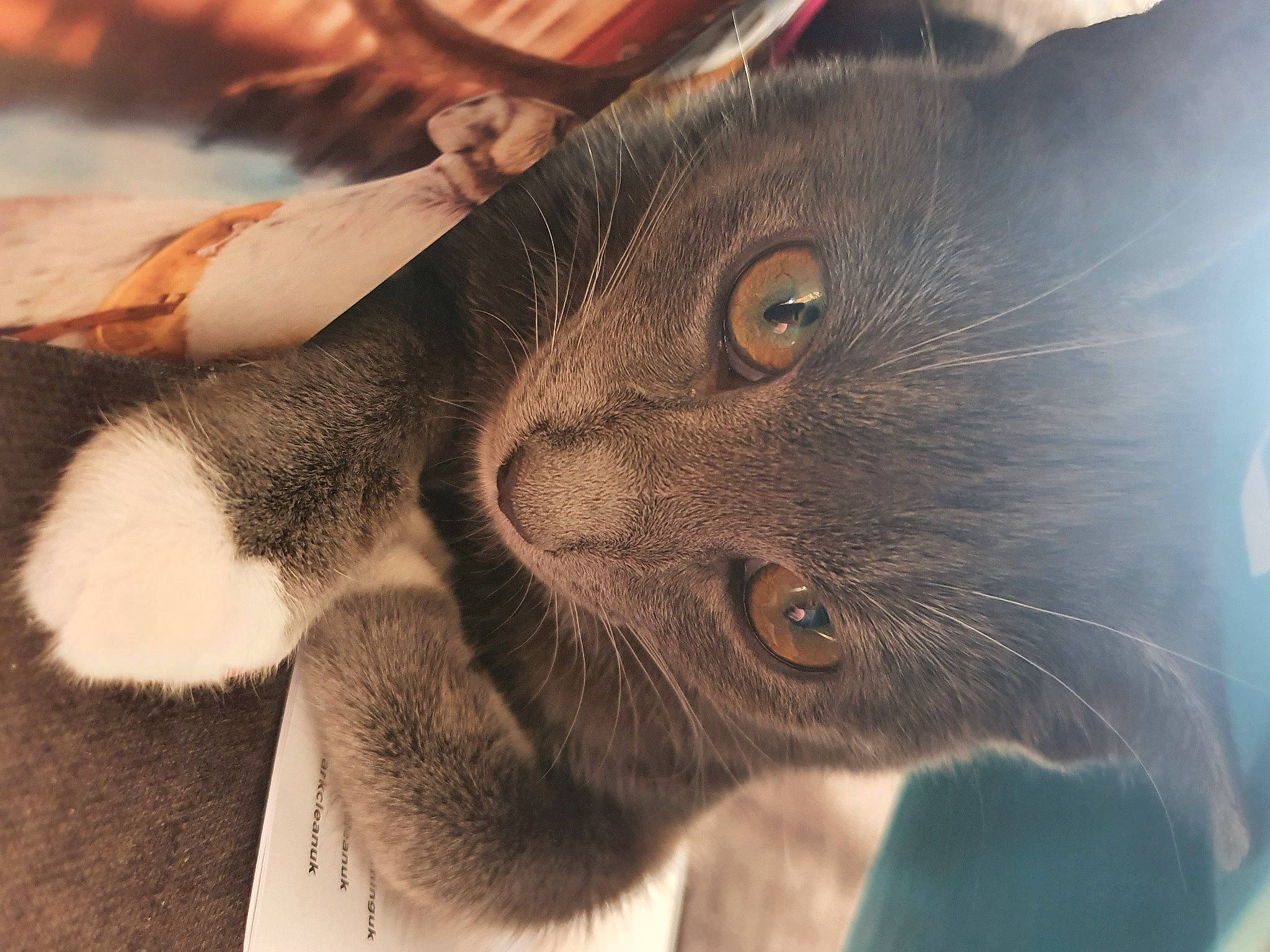 Vincent joined the competition — help win amazing prizes! black_cat, carnivore, cat, claw, domestic_short_haired_cat, ear, felidae, fur, gesture, paw, small_to_medium_sized_cats, snout, terrestrial_animal, whiskers, window