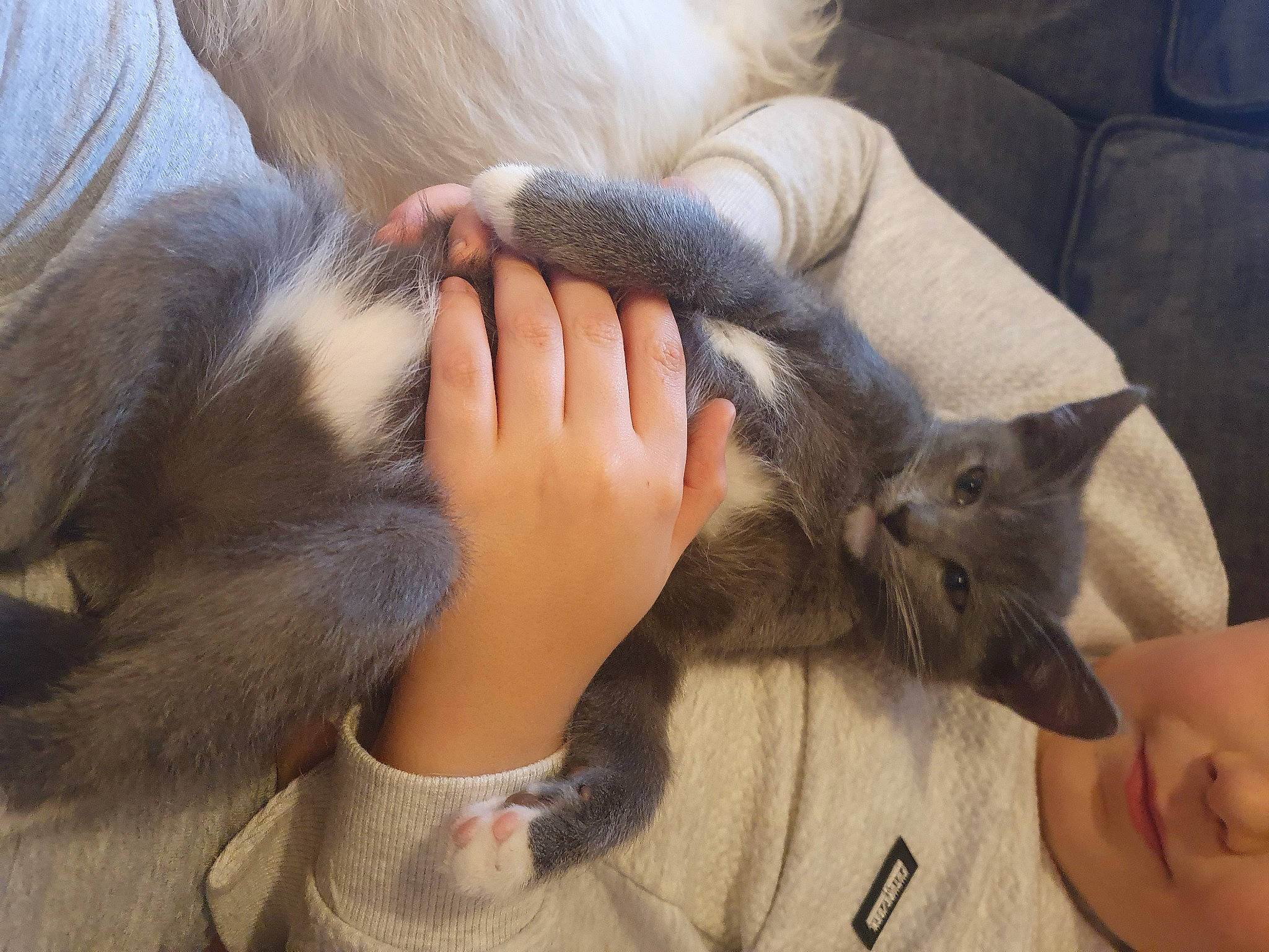 Vincent is registered to the contest to win money with this photo: canidae, carnivore, cat, child, claw, comfort, couch, ear, fawn, felidae, finger, fur, gesture, hand, nail, skin, small_to_medium_sized_cats, snout, vertebrate, whiskers