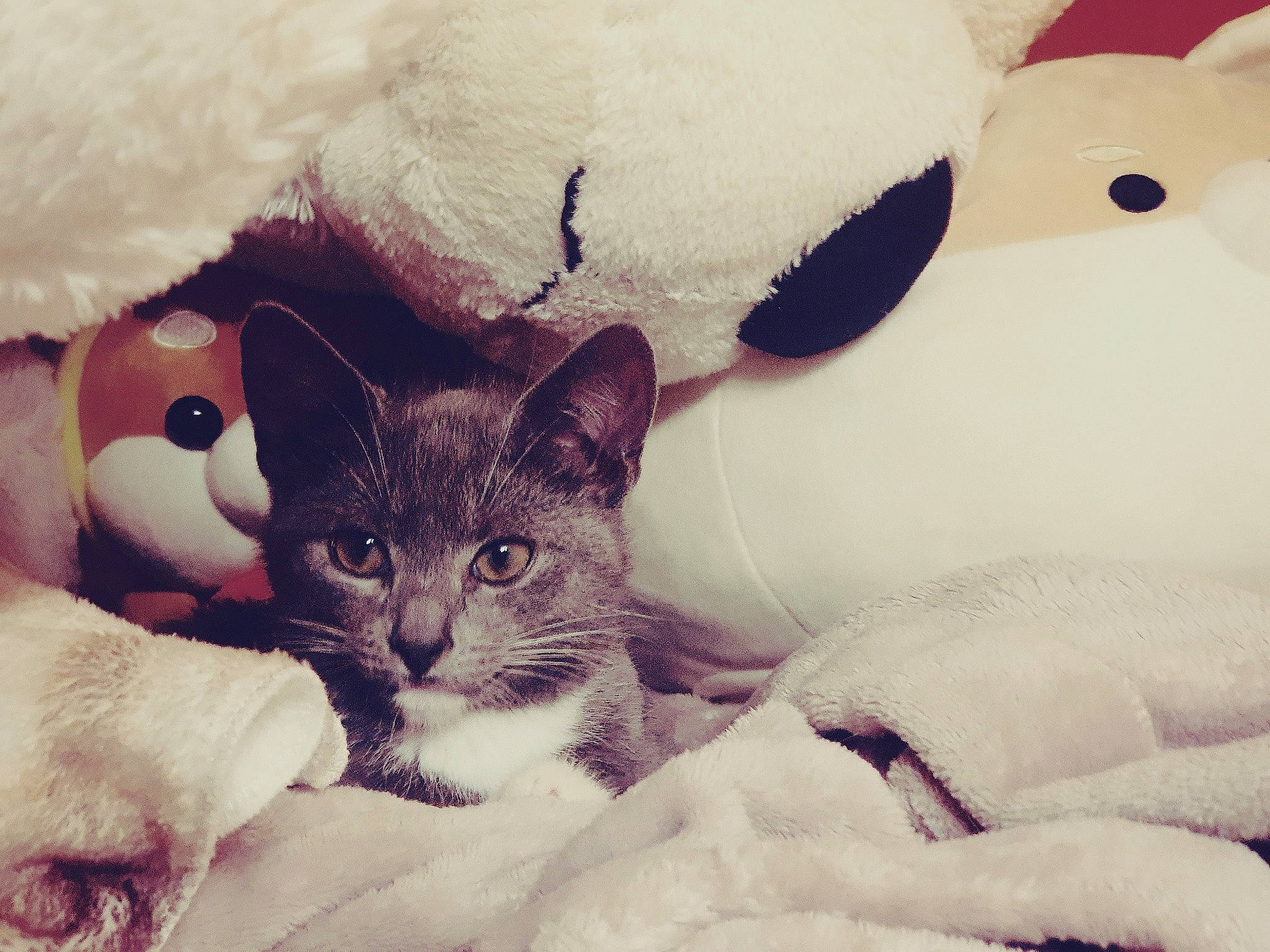 Vincent joined the competition — help win amazing prizes! bed, carnivore, cat, cat_bed, comfort, couch, domestic_short_haired_cat, ear, felidae, fur, linens, mammal, paw, small_to_medium_sized_cats, snout, tail, textile, toy, vertebrate, whiskers