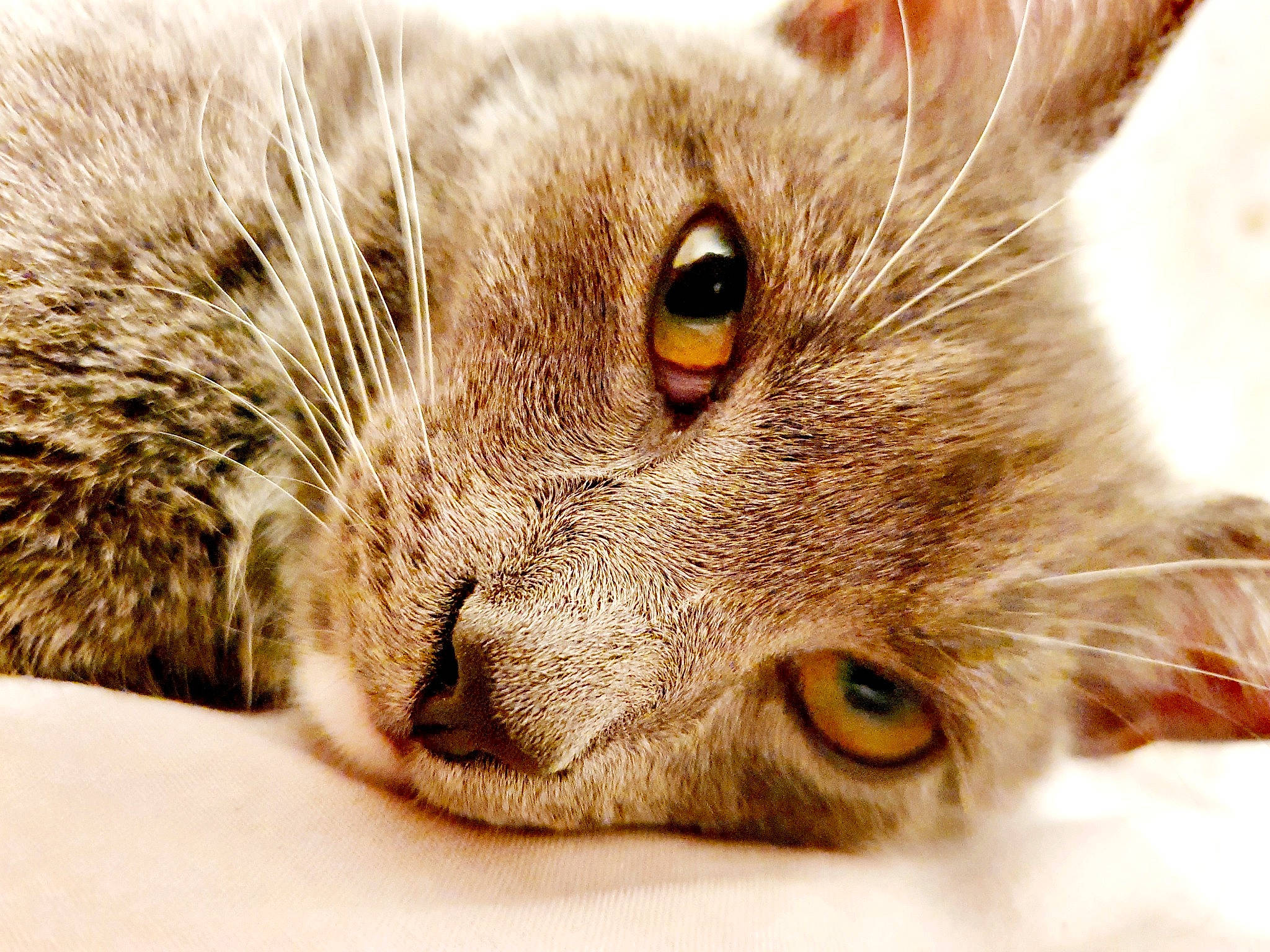 Vincent is registered to the contest to win money with this photo: carnivore, cat, close_up, comfort, curious, domestic_short_haired_cat, ear, felidae, fur, macro_photography, paw, small_to_medium_sized_cats, snout, terrestrial_animal, whiskers, wildlife