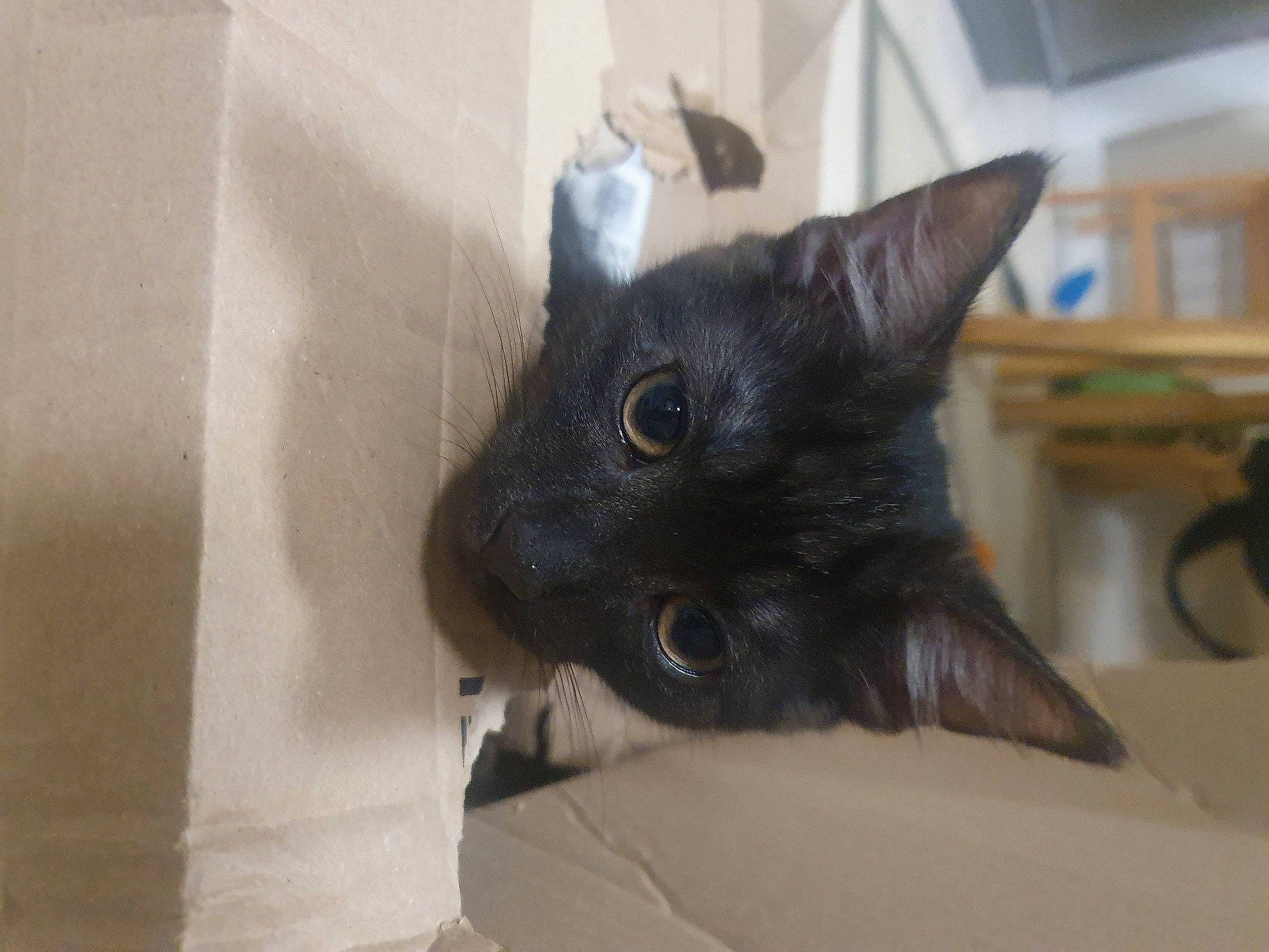 Mando is registered to the contest to win money with this photo: black_cat, bombay, carnivore, cat, claw, domestic_short_haired_cat, ear, felidae, fur, havana_brown, korat, paw, small_to_medium_sized_cats, snout, tail, whiskers, window