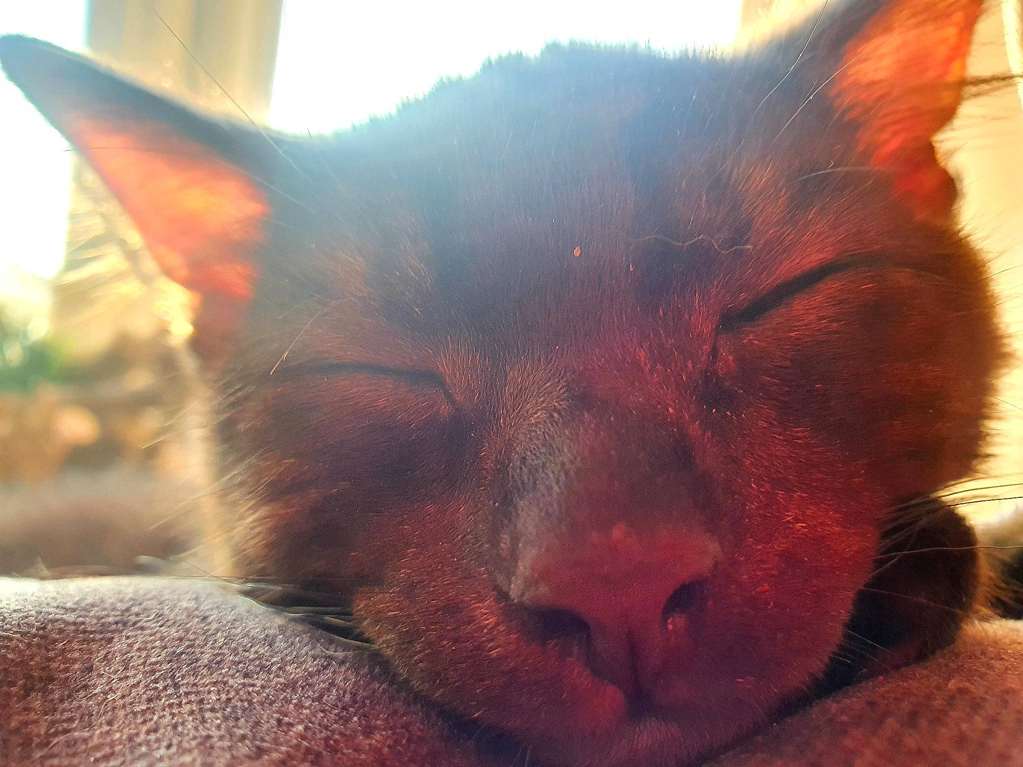 Mando joined the competition — help win amazing prizes! black_cat, carnivore, cat, close_up, cloud, comfort, domestic_short_haired_cat, fawn, felidae, fur, nap, paw, sky, small_to_medium_sized_cats, snout, square, terrestrial_animal, whiskers, wildlife, window