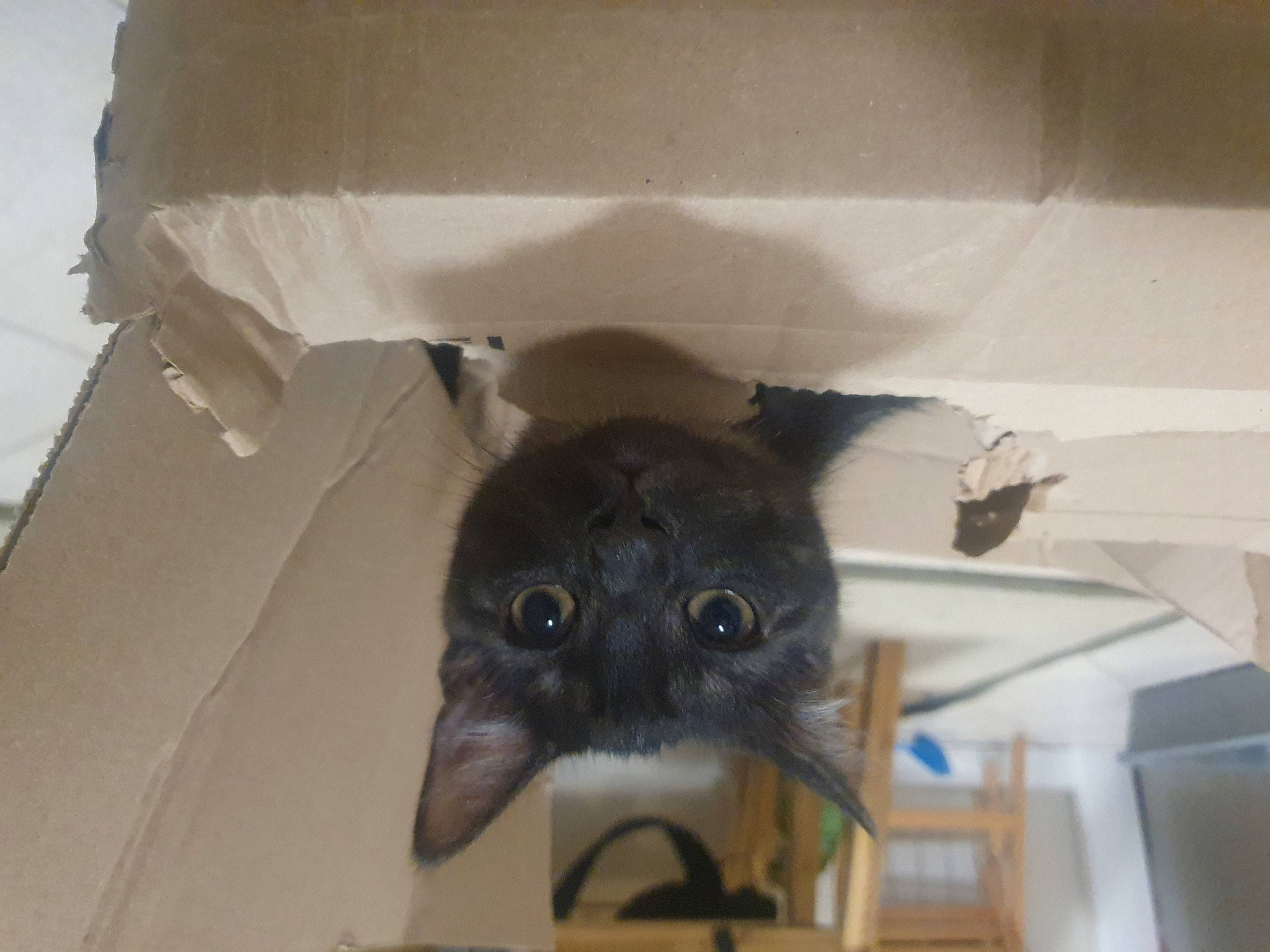 Mando joined the competition — help win amazing prizes! black_cat, carnivore, cat, ceiling, chair, claw, comfort, couch, domestic_short_haired_cat, felidae, fur, grey, hat, linens, room, small_to_medium_sized_cats, tail, umbrella, whiskers, wood