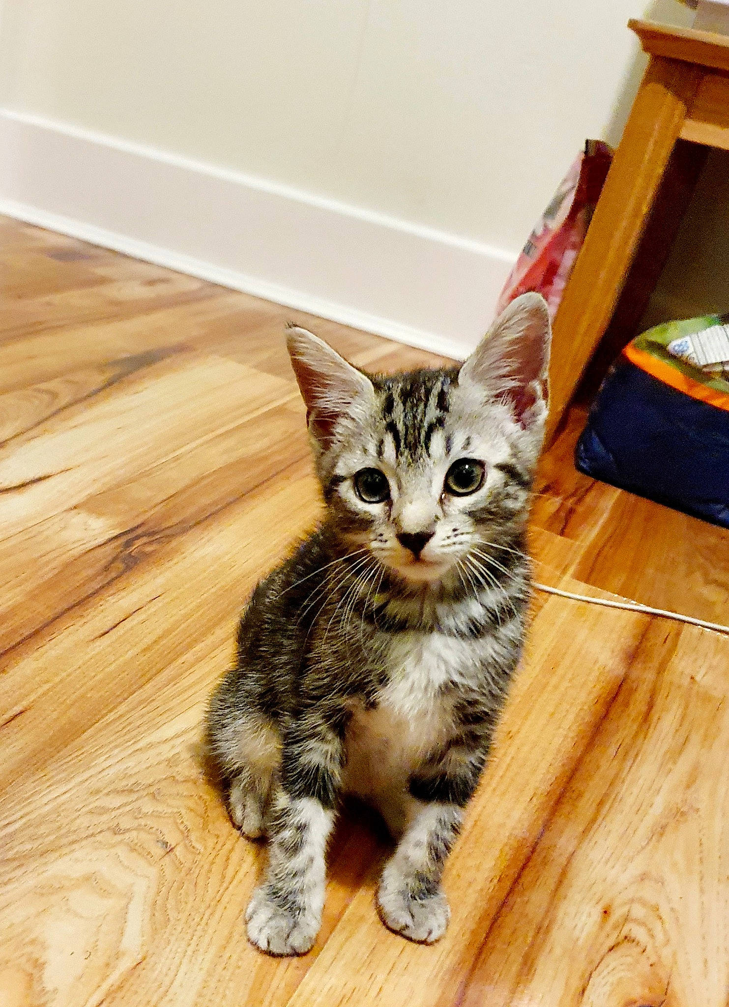 Margot joined the competition — help win amazing prizes! carnivore, cat, domestic_short_haired_cat, door, felidae, floor, flooring, fur, hardwood, laminate_flooring, paw, small_to_medium_sized_cats, snout, tail, terrestrial_animal, varnish, whiskers, wood, wood_flooring, wood_stain