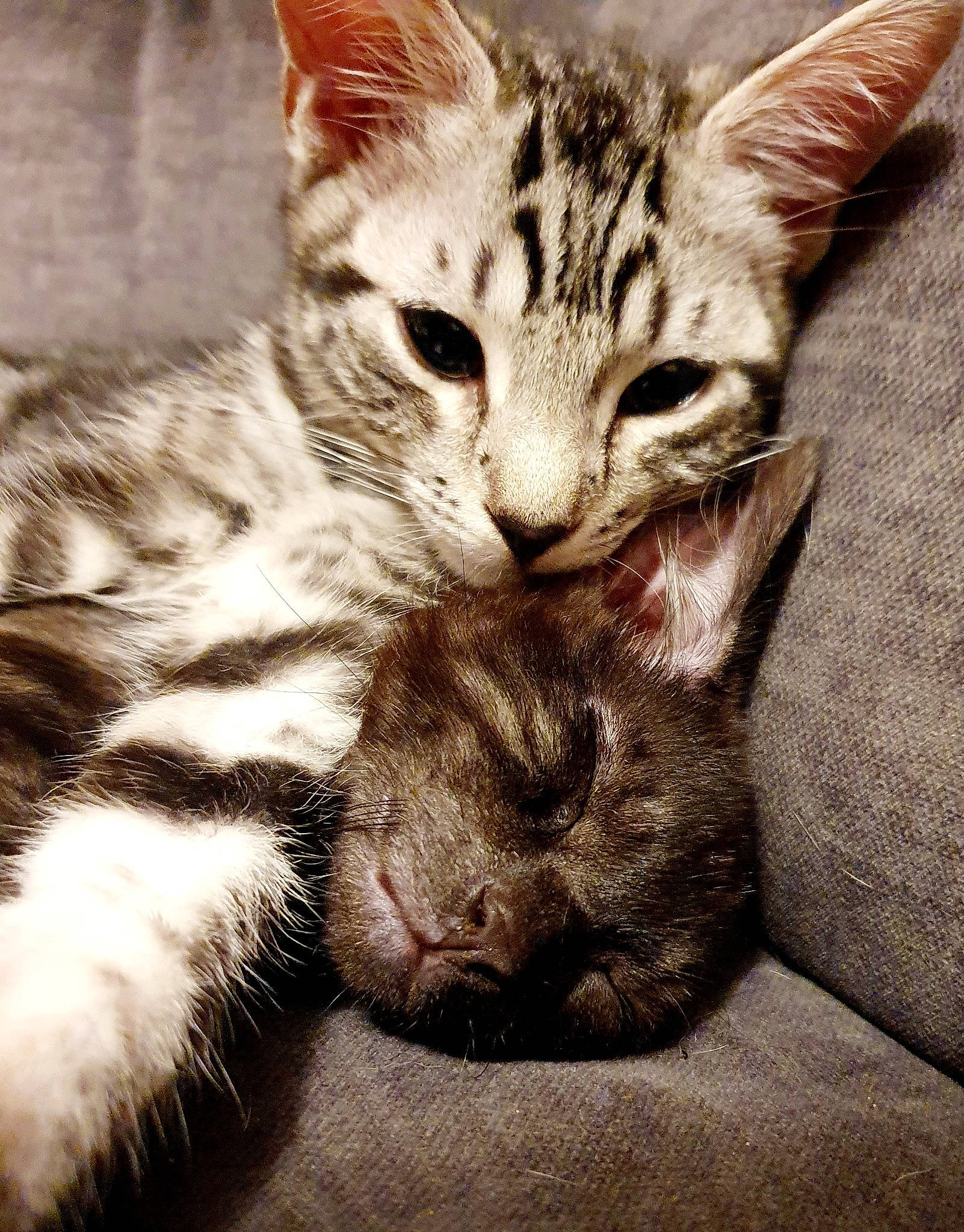 Margot joined the competition — help win amazing prizes! carnivore, cat, claw, comfort, domestic_short_haired_cat, fawn, felidae, foot, fur, paw, photo_caption, small_to_medium_sized_cats, snout, tail, terrestrial_animal, whiskers, wildlife