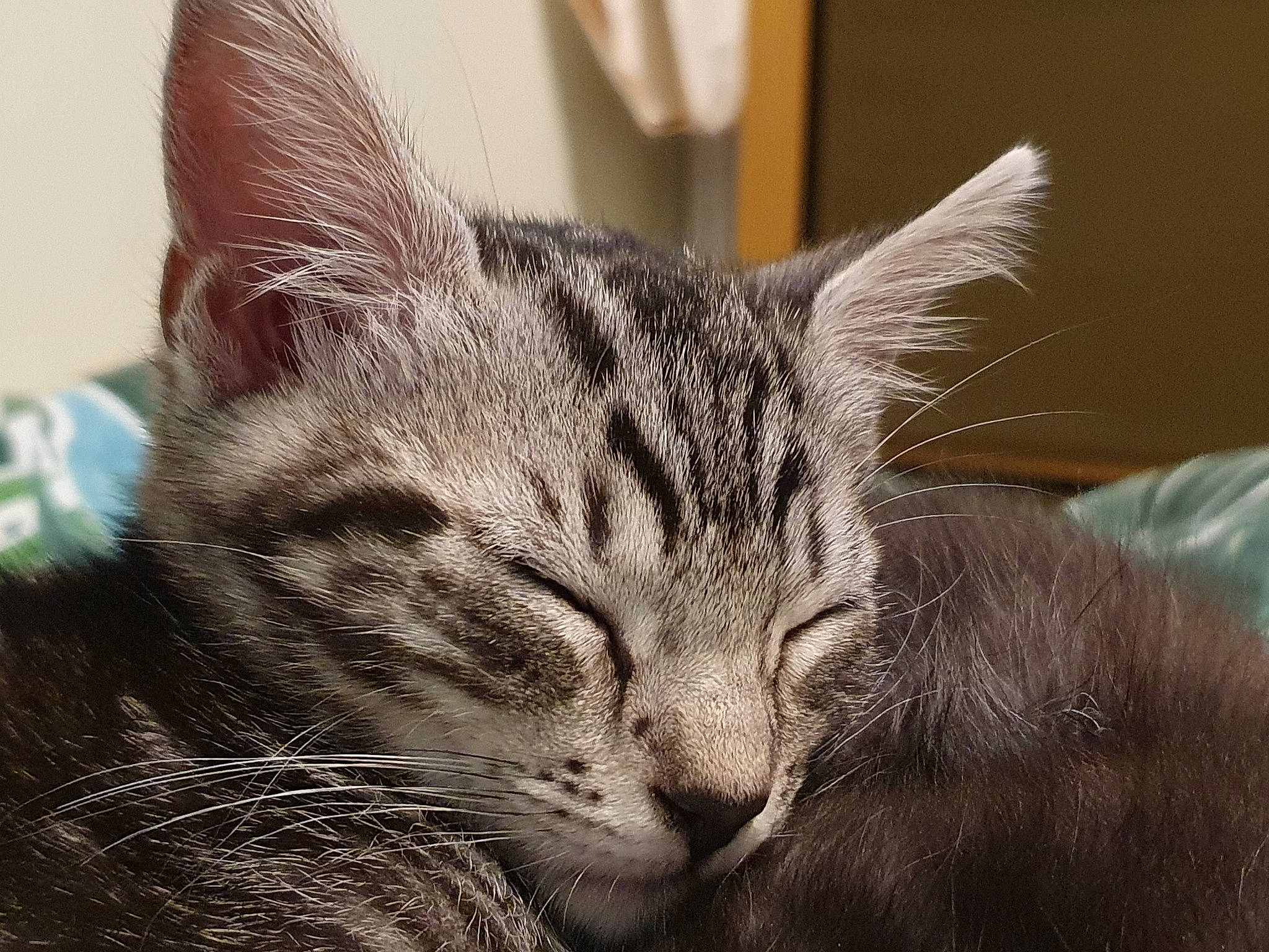 Margot is registered to the contest to win money with this photo: carnivore, cat, comfort, domestic_short_haired_cat, ear, felidae, fur, grey, nap, paw, small_to_medium_sized_cats, snout, terrestrial_animal, whiskers, wildlife, window