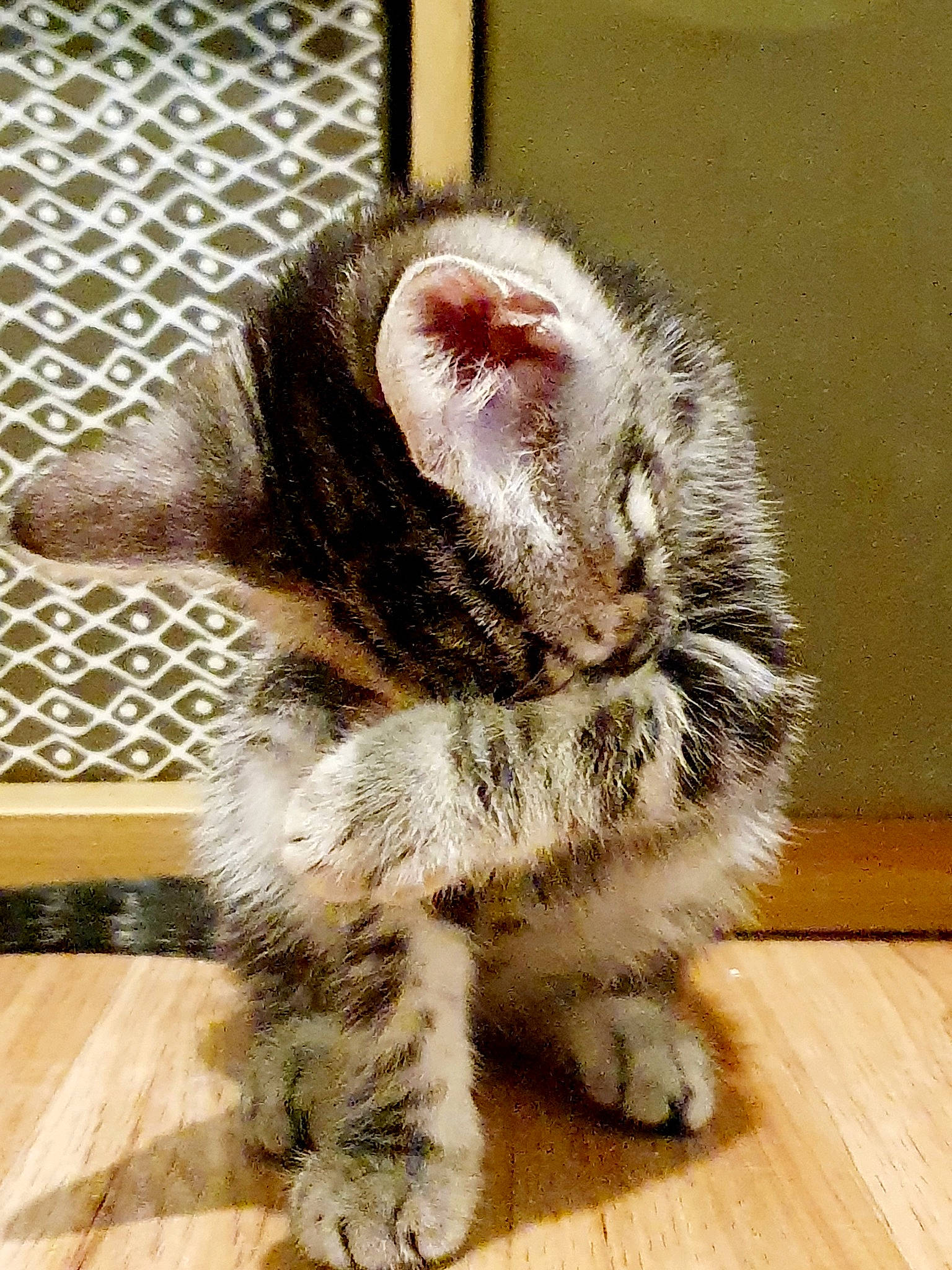 Margot is registered to the contest to win money with this photo: cat, cat_toy, comfort, domestic_short_haired_cat, felidae, floor, flooring, foot, fur, hardwood, laminate_flooring, paw, small_to_medium_sized_cats, snout, tail, terrestrial_animal, toe, varnish, whiskers, wood