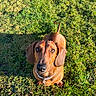 Victoire participe au concours pour gagner de l'argent avec cette photo : dog, dachshund, pet, animal, grass, outdoor, sunlight, shadow, brown, canine, cute, looking_up, collar, ears, snout, mammal, nature, daylight, portrait, ground