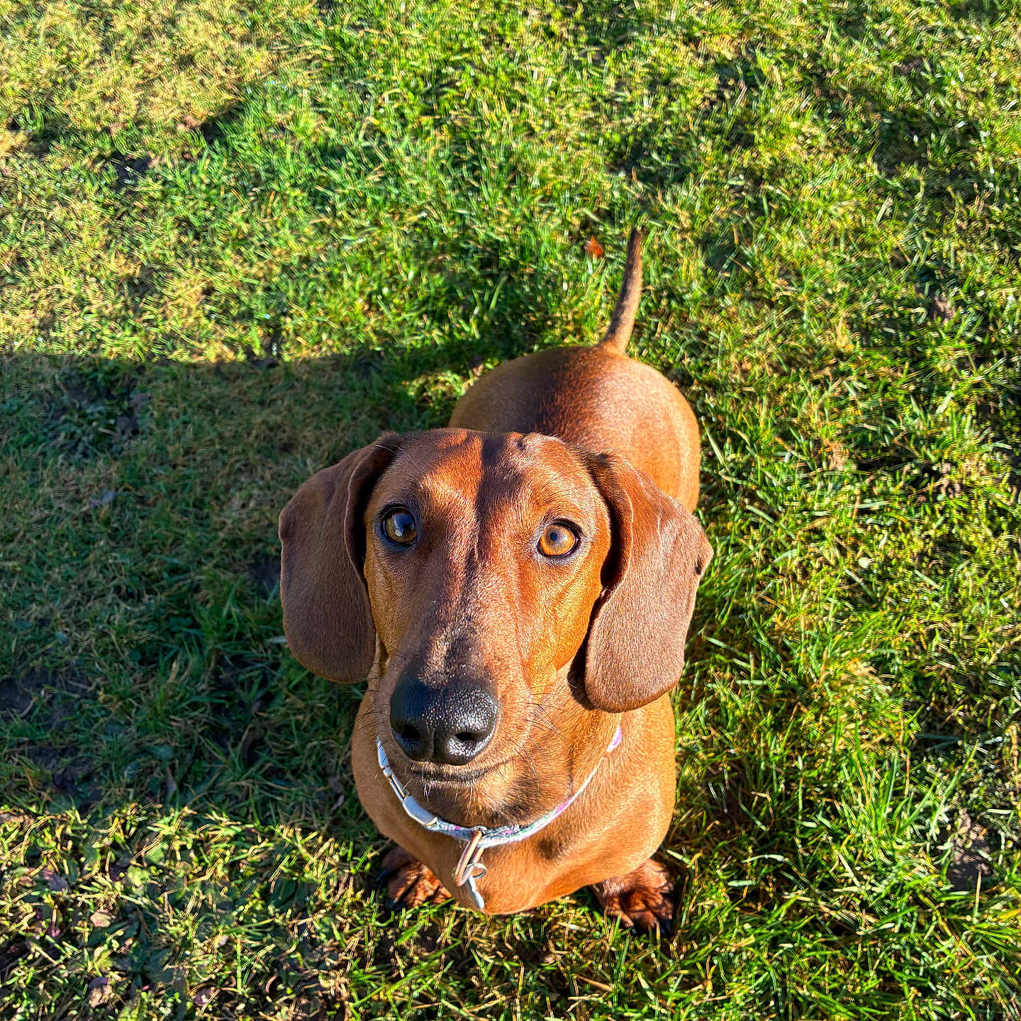 Victoire participe au concours pour gagner de l'argent avec cette photo : dog, dachshund, pet, animal, grass, outdoor, sunlight, shadow, brown, canine, cute, looking_up, collar, ears, snout, mammal, nature, daylight, portrait, ground
