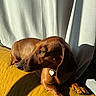 dog, dachshund, pet, brown_coat, sunlight, cushion, yellow, curtain, indoors, relaxed, animal, paw, collar, tag, shadow, portrait, side_profile, fur, canine, resting