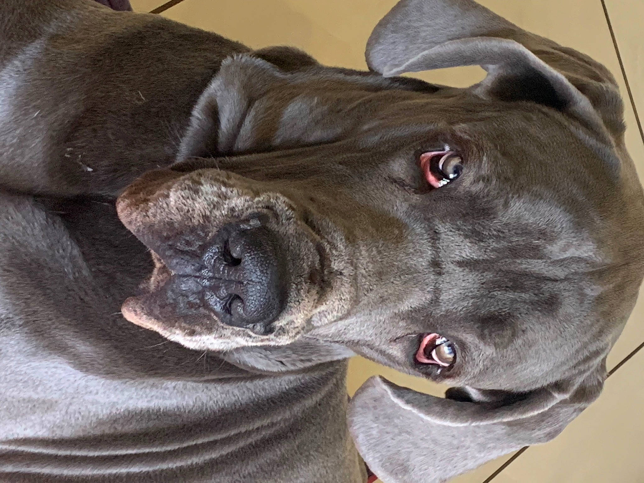 Ulk participe au concours pour gagner de l'argent avec cette photo : canidae, carnivore, collar, companion_dog, dog, dog_breed, dog_collar, ear, fawn, fur, giant_dog_breed, grey, guard_dog, liver, snout, sporting_group, terrestrial_animal, whiskers, working_animal, wrinkle