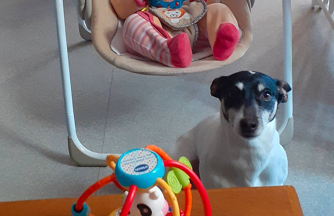 Rocky a rejoint le concours — aidez-le/la à gagner de superbes lots ! baby_products, carnivore, chair, comfort, companion_dog, dog, dog_breed, drinkware, fawn, foot, fun, human_leg, leisure, plastic, play, sandal, stuffed_toy, thigh, toy, toy_dog