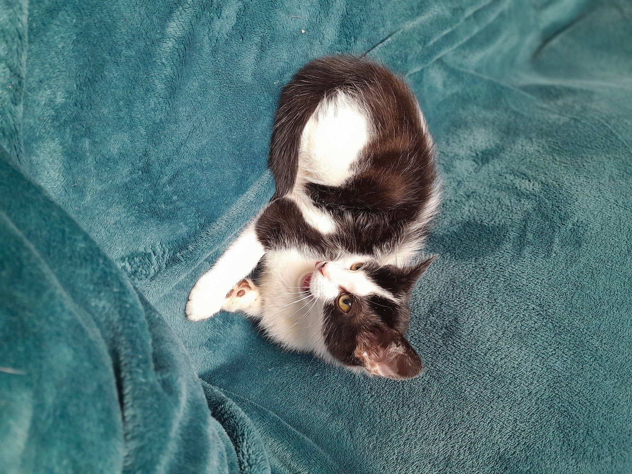 Oreo participe au concours pour gagner de l'argent avec cette photo : canidae, carnivore, cat, claw, comfort, companion_dog, dog_breed, domestic_short_haired_cat, eye, fawn, felidae, foot, fur, paw, small_to_medium_sized_cats, snout, sporting_group, tail, terrestrial_animal, whiskers