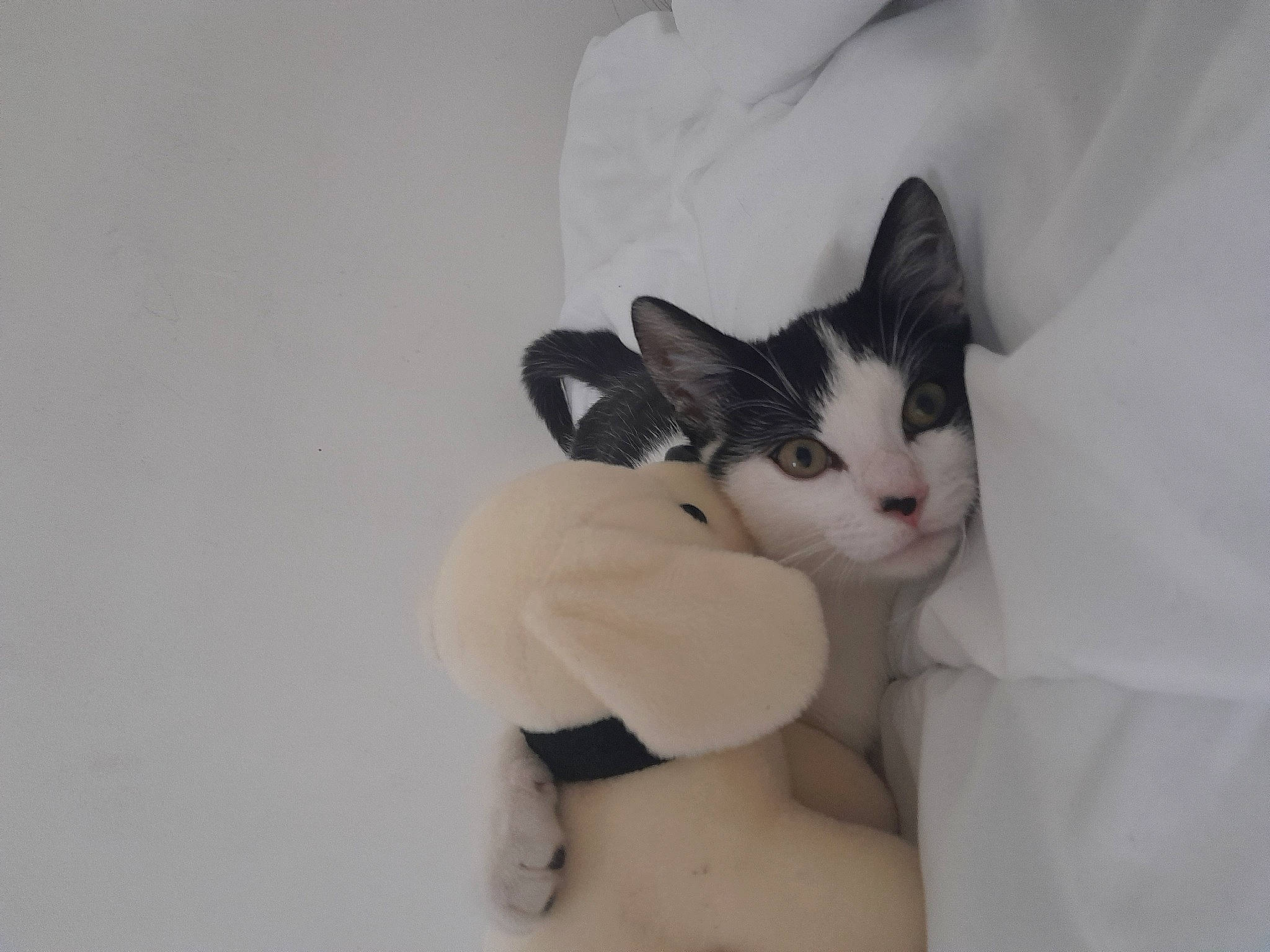 Oreo a rejoint le concours — aidez-le/la à gagner de superbes lots ! carmine, carnivore, cat, chest, comfort, domestic_short_haired_cat, ear, eyelash, felidae, foot, fur, gesture, paw, small_to_medium_sized_cats, snout, stuffed_toy, tail, toy, trunk, whiskers