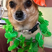 Felicity is registered to the contest to win money with this photo: dog, small_dog, leaves, flower, orange_flower, lei, green, brown_fur, chair, indoor, pet, animal, closeup, portrait, cute, decorative, costume, sitting, whiskers, collar