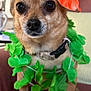 dog, small_dog, leaves, flower, orange_flower, lei, green, brown_fur, chair, indoor, pet, animal, closeup, portrait, cute, decorative, costume, sitting, whiskers, collar