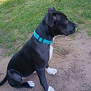 Xena joined the competition — help win amazing prizes! dog, black_dog, white_paws, blue_collar, sitting, grass, dirt, outdoor, pet, canine, nature, fence, alert, side_view, animal, summer, daylight, companion, paw, fur