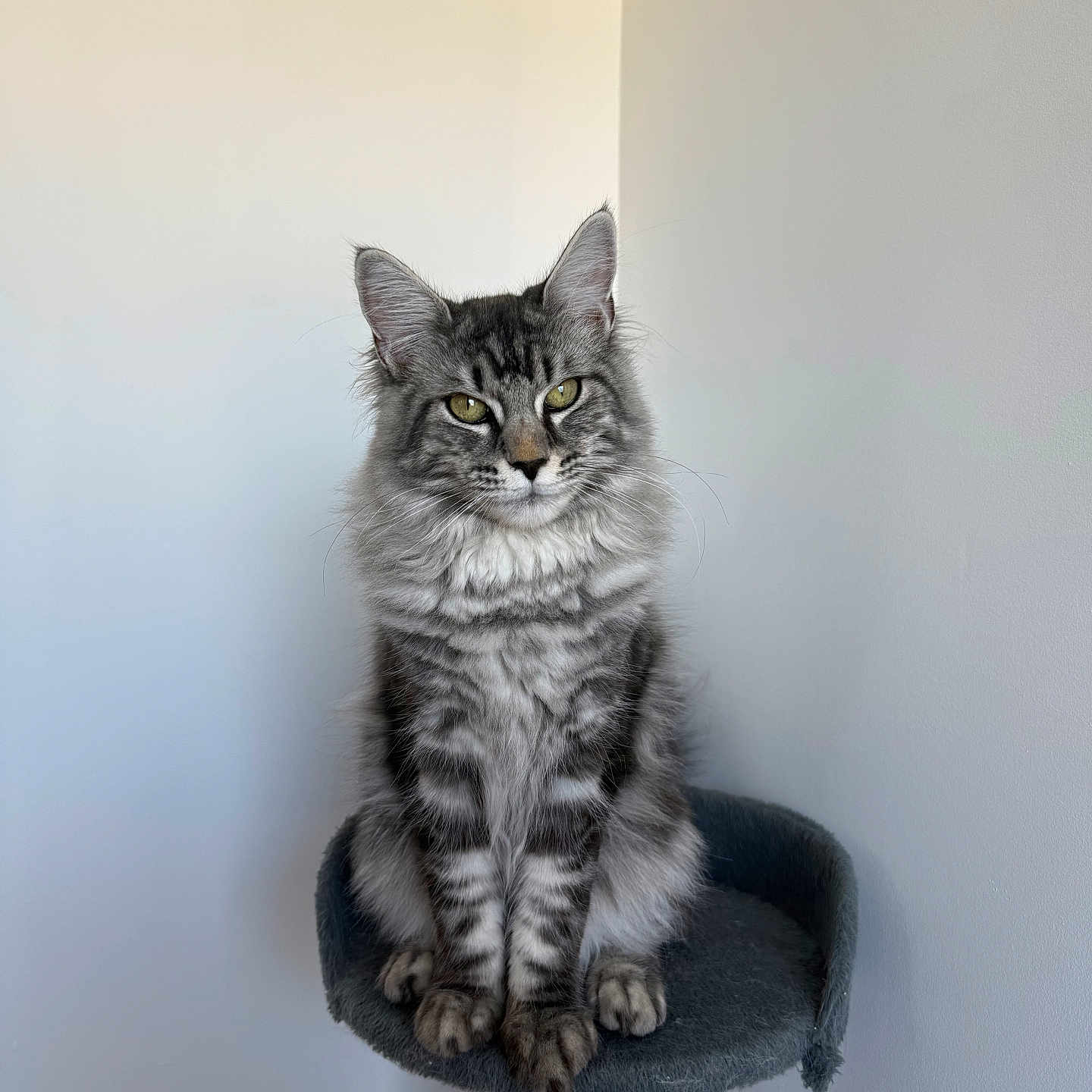 Yna participe au concours pour gagner de l'argent avec cette photo : animal, calm, cat, claws, cute, domestic, ears, feline, fur, gray, indoor, mammal, perch, pet, portrait, resting, sitting, striped, tabby, whiskers