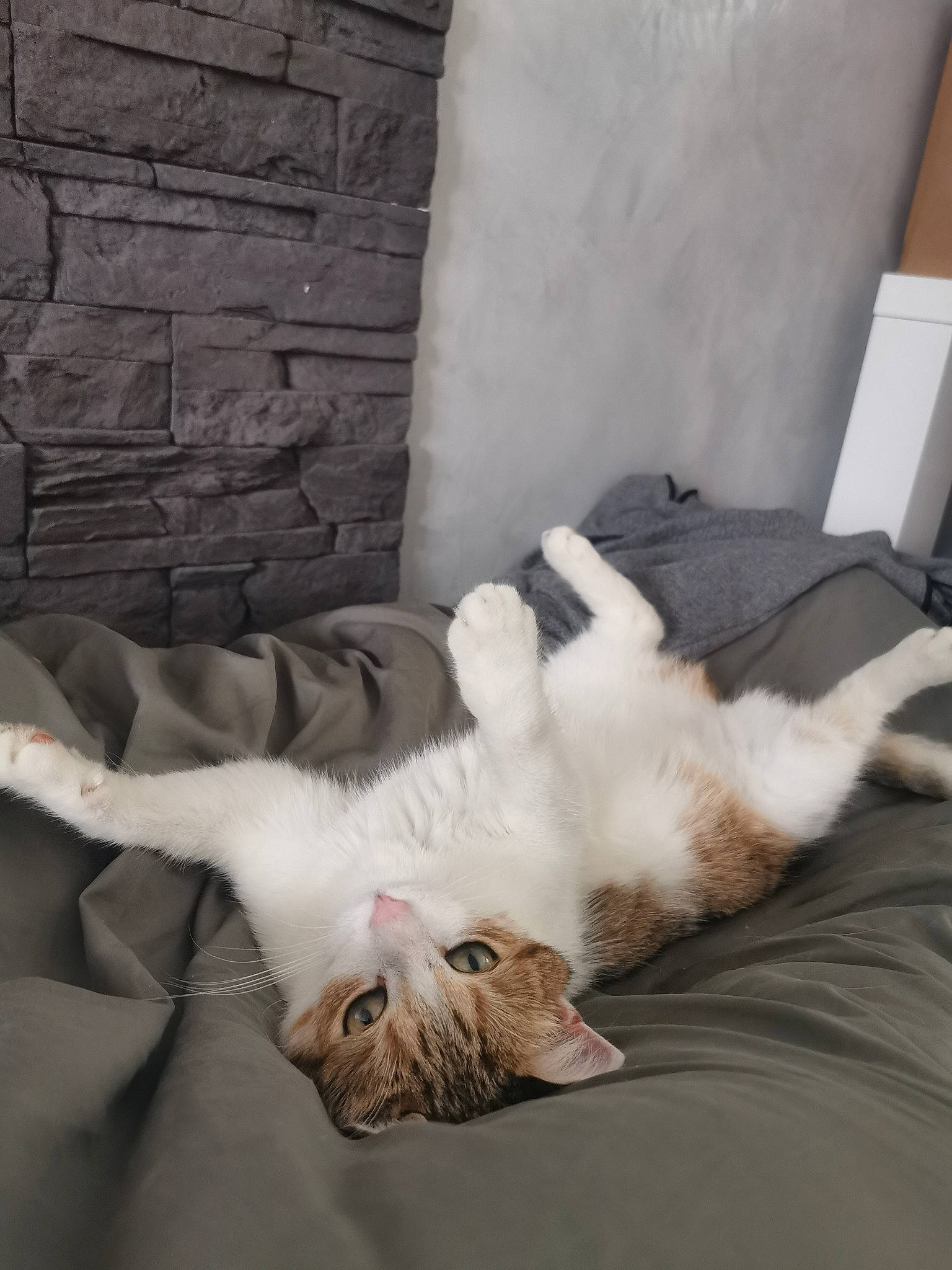 Mya participe au concours pour gagner de l'argent avec cette photo : canidae, carnivore, cat, comfort, companion_dog, couch, domestic_short_haired_cat, duvet, fawn, felidae, fur, grey, linens, nap, paw, room, small_to_medium_sized_cats, tail, whiskers, wood