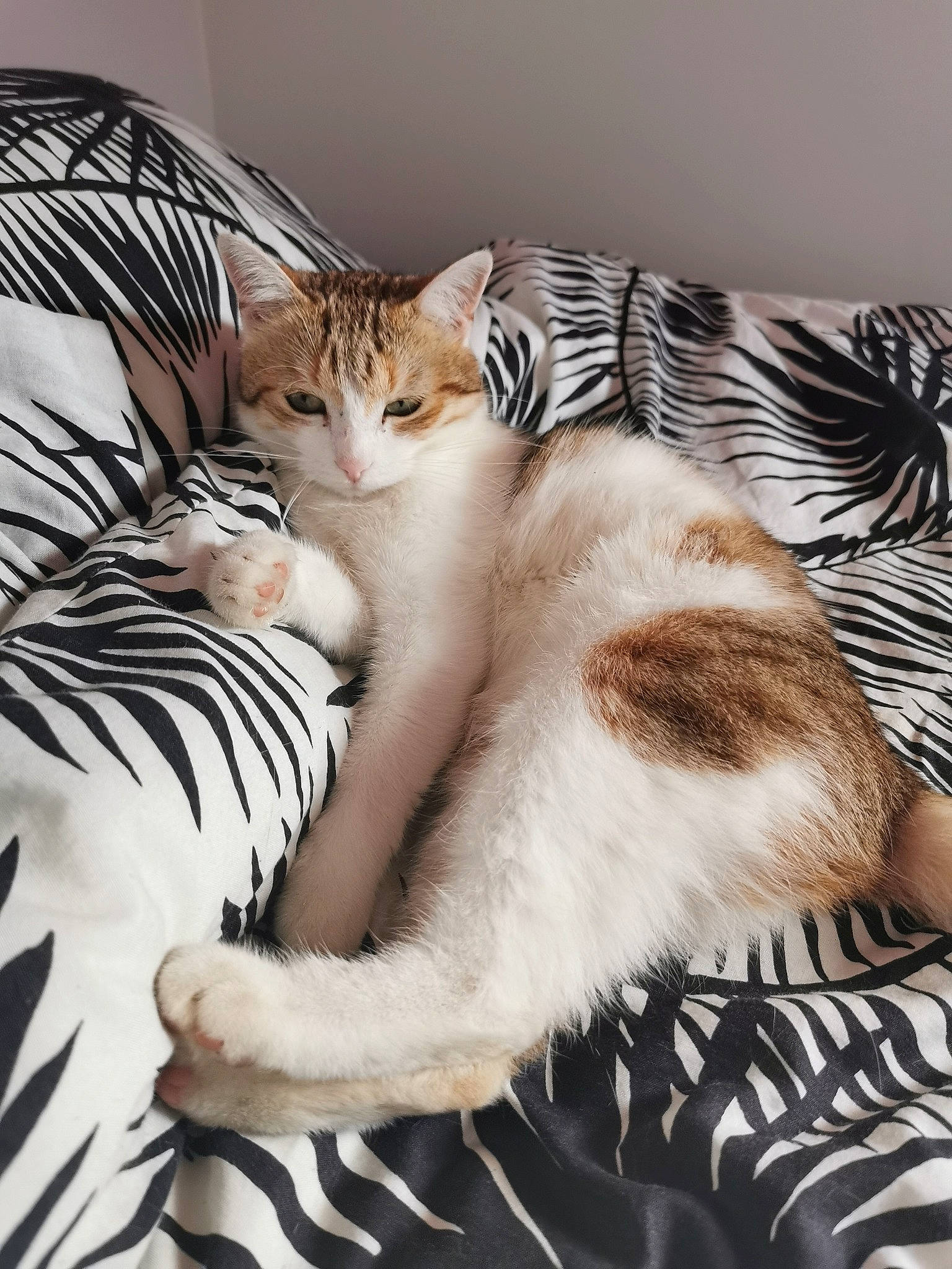 Mya a rejoint le concours — aidez-le/la à gagner de superbes lots ! bed, bedding, carnivore, cat, cat_supply, claw, comfort, domestic_short_haired_cat, fawn, felidae, foot, fur, linens, nap, paw, small_to_medium_sized_cats, snout, tail, terrestrial_animal, whiskers