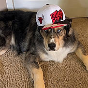 Loki is registered to the contest to win money with this photo: animal, black_fur, blue_eyes, brown_fur, canine, cap, carpet, casual, chicago_bulls, cute, dog, domestic_animal, fur, hat, indoor, laying, looking_at_camera, pet, portrait, relaxed