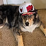 animal, black_fur, blue_eyes, brown_fur, canine, cap, carpet, casual, chicago_bulls, cute, dog, domestic_animal, fur, hat, indoor, laying, looking_at_camera, pet, portrait, relaxed