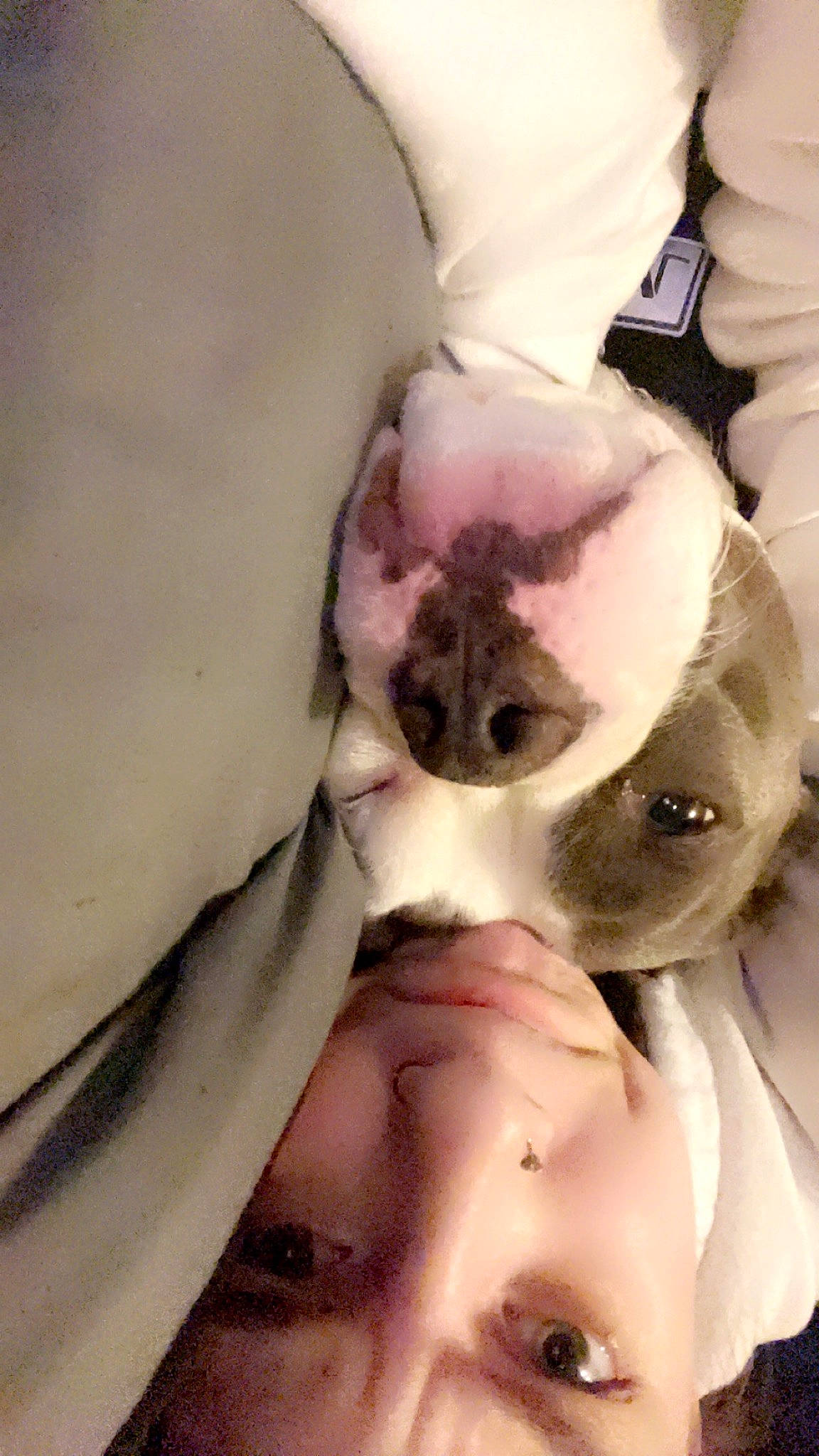 Teddy joined the competition — help win amazing prizes! canidae, carnivore, comfort, companion_dog, dog, dog_breed, ear, eye, eyelash, fawn, felidae, fur, head, linens, paw, small_to_medium_sized_cats, snout, tail, toy_dog, whiskers