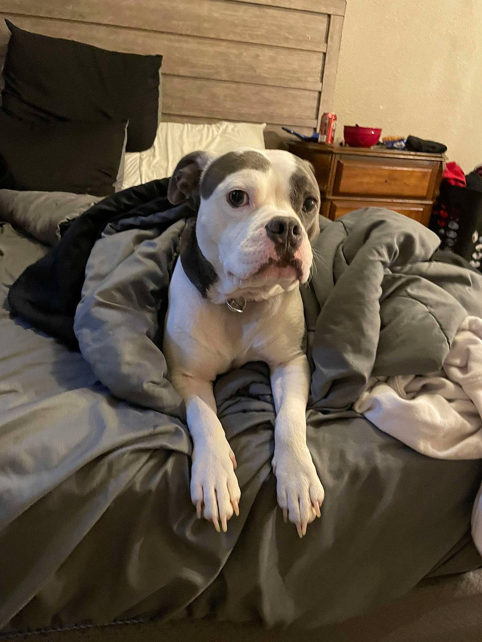 Teddy is registered to the contest to win money with this photo: canidae, carnivore, comfort, companion_dog, couch, dog, dog_breed, dog_collar, fawn, fur, guard_dog, linens, molosser, puppy, puppy_love, snout, sporting_group, toy_dog, whiskers, working_animal