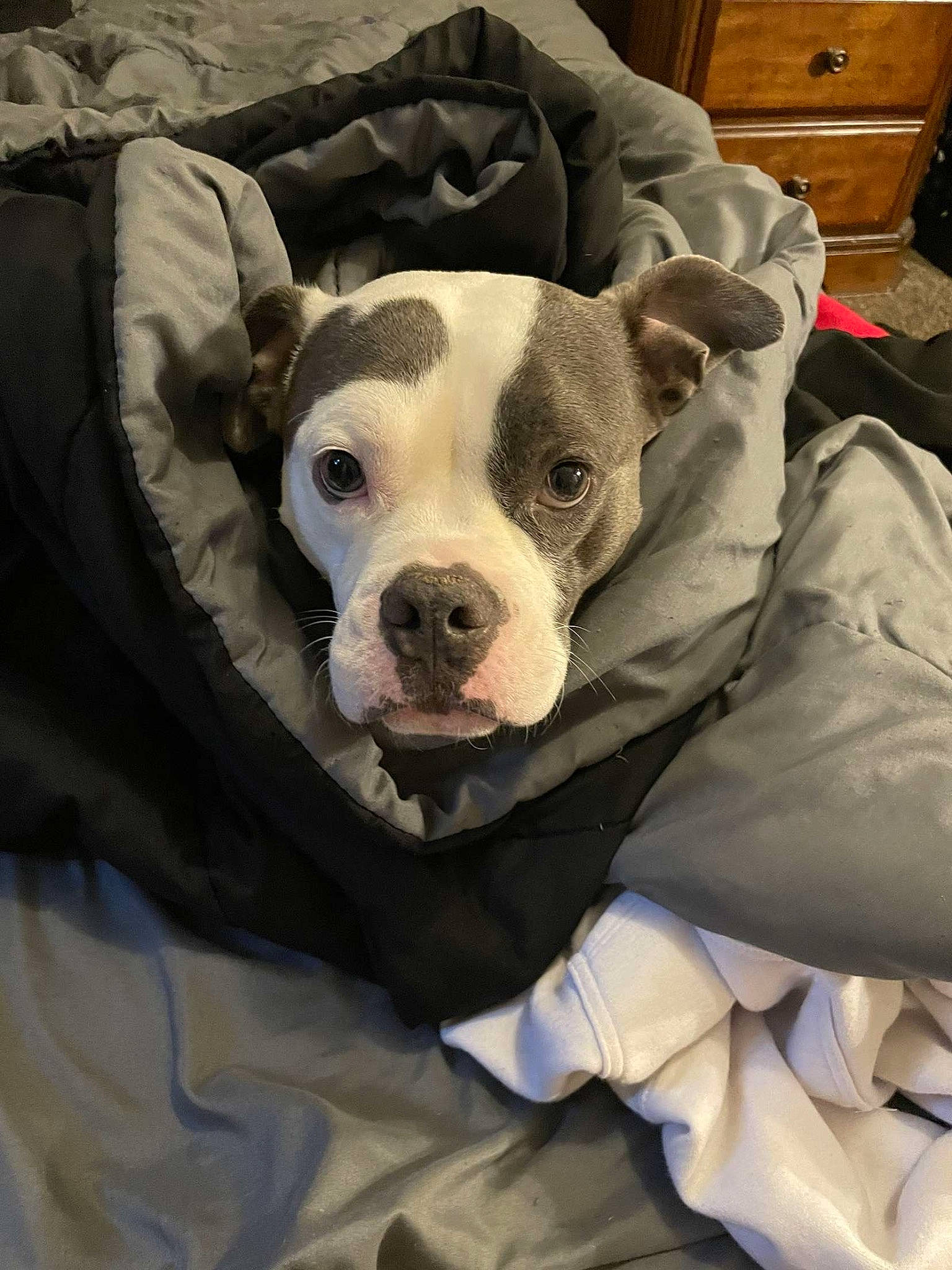 Teddy joined the competition — help win amazing prizes! cabinetry, canidae, carnivore, chest_of_drawers, comfort, companion_dog, couch, dog, dog_breed, dog_clothes, dog_supply, drawer, fawn, head, linens, snout, sporting_group, toy_dog, whiskers, working_animal