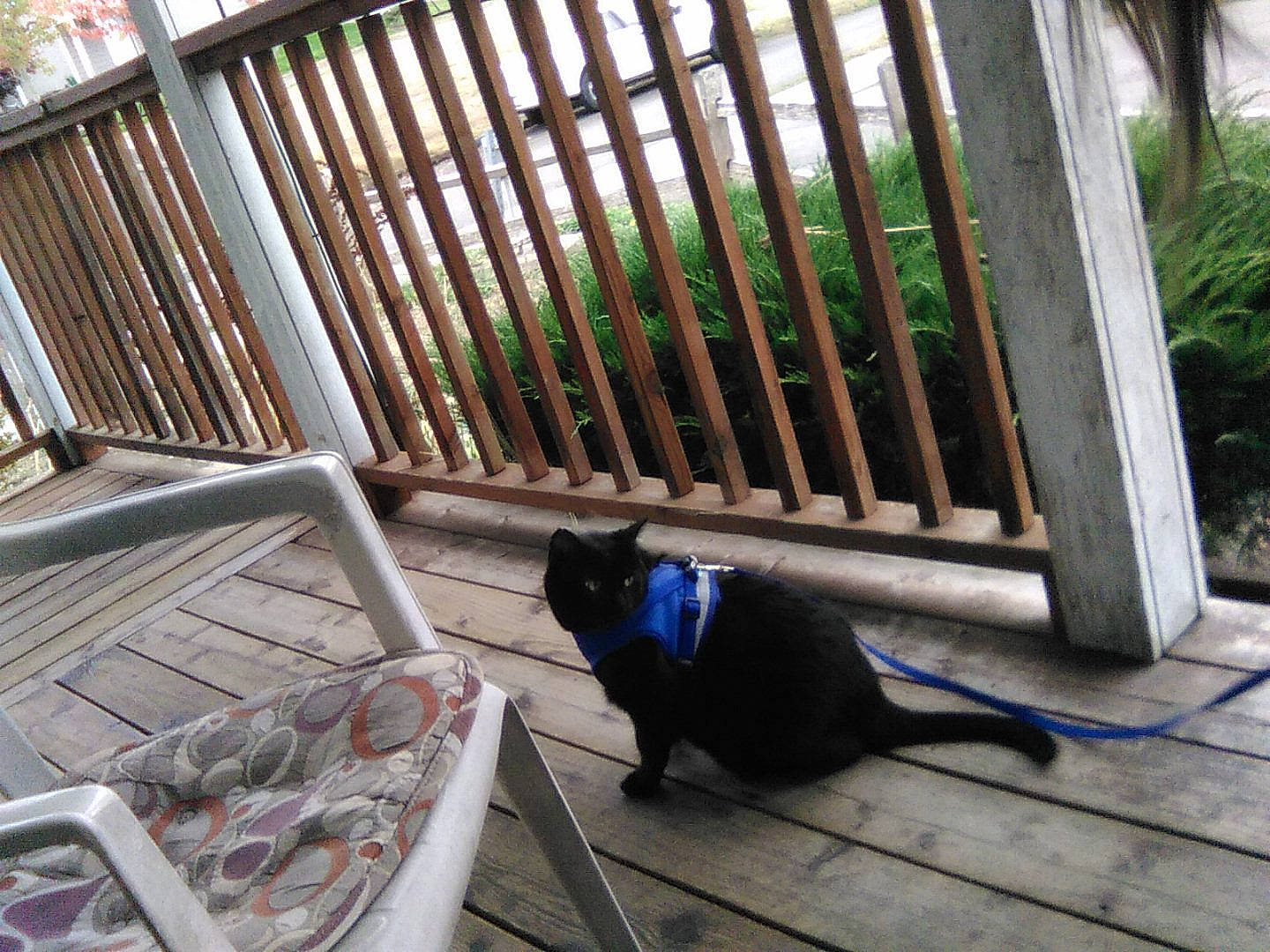 Handsome is registered to the contest to win money with this photo: carnivore, cat, electric_blue, felidae, fence, flooring, grass, handrail, hardwood, line, mammal, metal, plant, porch, small_to_medium_sized_cats, tail, tree, vertebrate, whiskers, wood