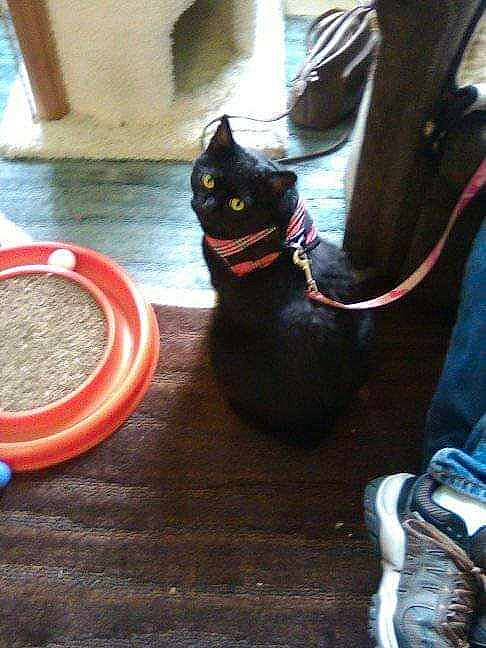 Handsome joined the competition — help win amazing prizes! automotive_lighting, automotive_tire, automotive_wheel_system, black_cat, bombay, carmine, carnivore, cat, circle, domestic_short_haired_cat, felidae, flooring, fur, leash, paw, small_to_medium_sized_cats, snout, tail, whiskers, window