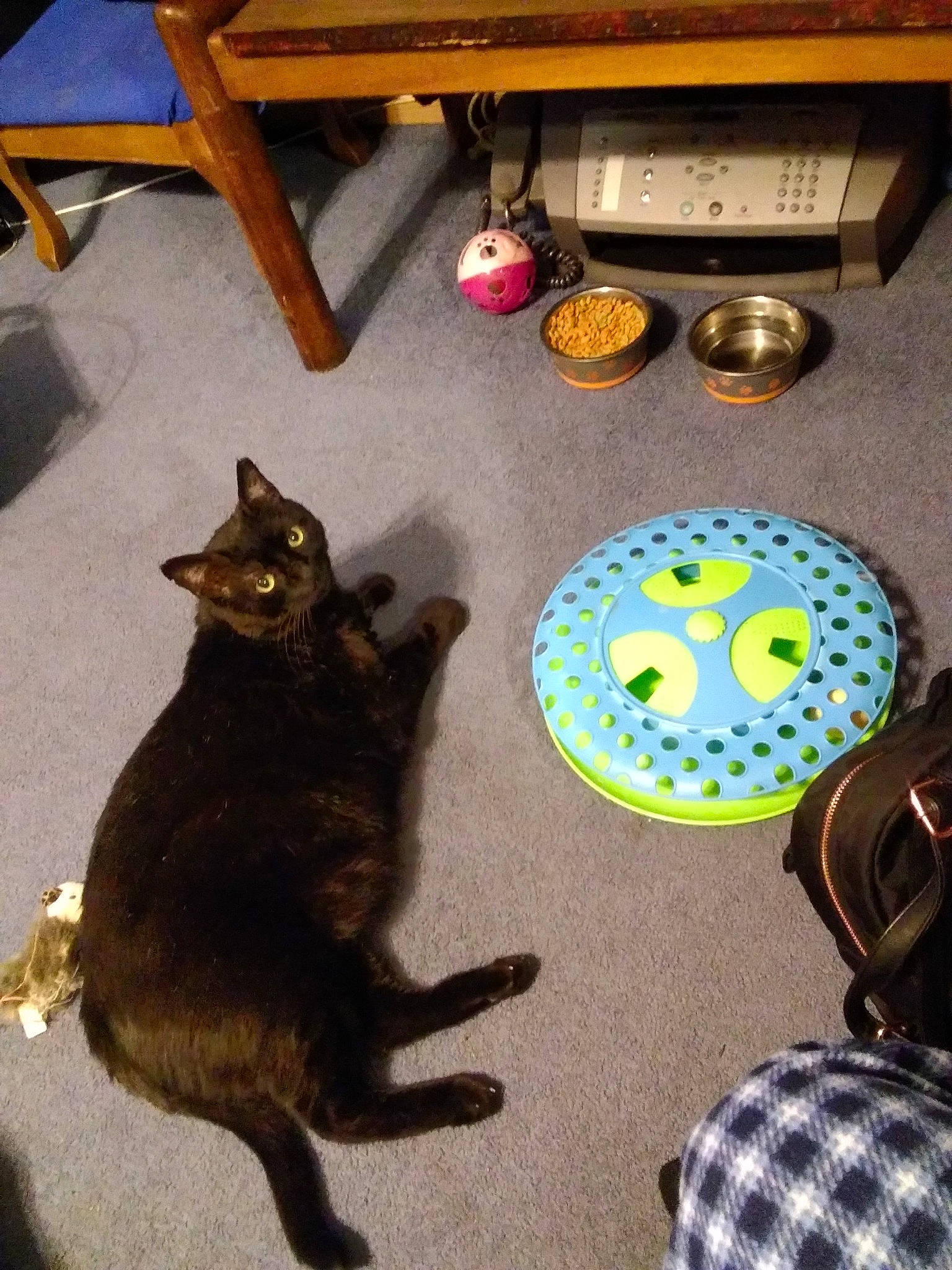 Handsome is registered to the contest to win money with this photo: black_cat, carnivore, cat, claw, domestic_short_haired_cat, felidae, flooring, fur, hardwood, pattern, paw, plaid, small_to_medium_sized_cats, snout, table, tail, tartan, vertebrate, whiskers, wood