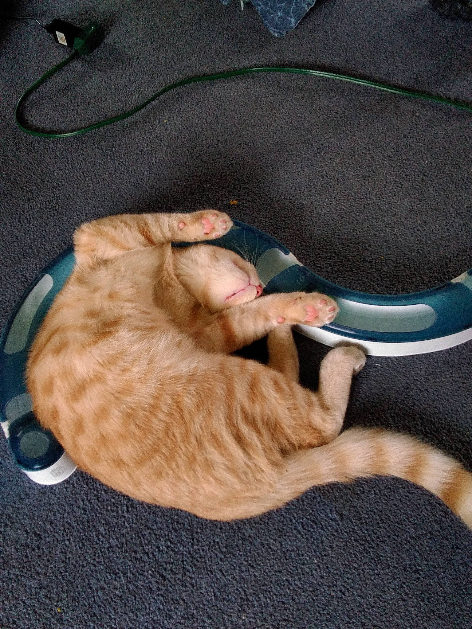 Mottz joined the competition — help win amazing prizes! baby_products, carnivore, cat, cat_bed, claw, comfort, domestic_short_haired_cat, fawn, felidae, fur, grey, hardwood, human_leg, linens, paw, small_to_medium_sized_cats, tail, whiskers, wood, wool