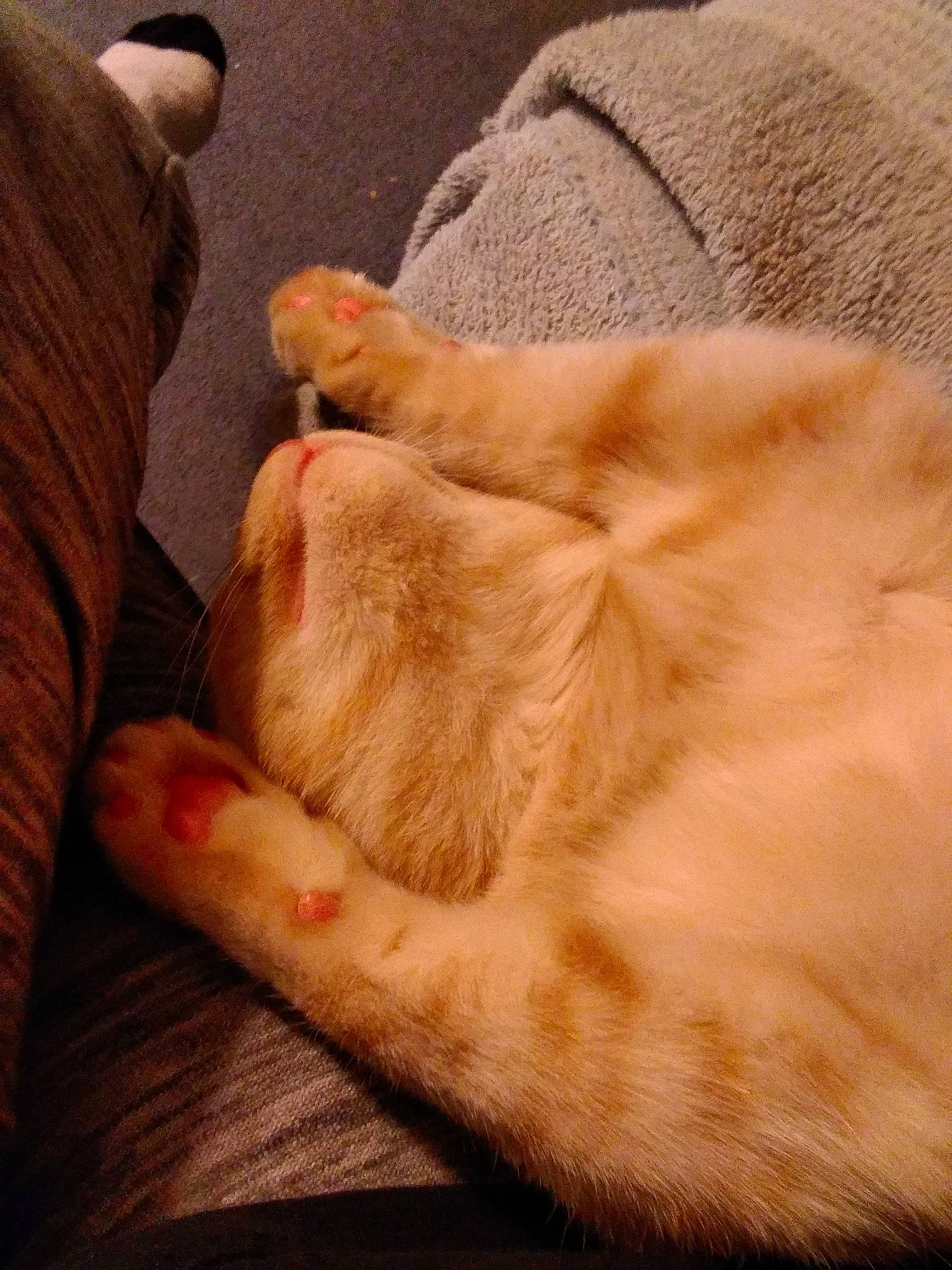 Mottz joined the competition — help win amazing prizes! carnivore, comfort, companion_dog, dog_breed, fawn, felidae, finger, flesh, foot, fur, gesture, human_leg, leg, nail, snout, toe, whiskers, working_animal, wrinkle, wrist