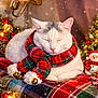 cat, sleeping, scarf, christmas, holiday, decorations, lights, snowman, plaid_blanket, festive, cozy, indoor, pet, white_cat, gray_markings, bells, ornaments, warm_lighting, relaxing, winter
