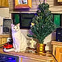 Echo joined the competition — help win amazing prizes! cat, white_cat, christmas_tree, decorated_tree, wooden_countertop, pet_crate, framed_photo, printer, cross, cords, indoor, cozy, holiday, animal, feline, curious, domestic, window, lights, electronics