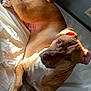 Chase joined the competition — help win amazing prizes! dog, brown, pet, bed, indoor, sunlight, relaxed, canine, animal, fur, paw, ears, white, comfort, looking, resting, nose, tail, cute, home