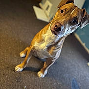 Chase joined the competition — help win amazing prizes! dog, brown, white, pet, canine, indoor, carpet, floor, head_tilt, curious, animal, mammal, portrait, sitting, ears, eyes, nose, whiskers, fur, domestic