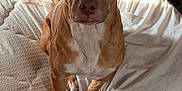 Chase is registered to the contest to win money with this photo: dog, brown_dog, white_chest, mattress, indoor, pet, canine, attentive, curious, light_and_shadow, white_cover, ear_folded, looking_at_camera, floor_carpet, home_interior, natural_light, animal, pet_bed, close_up, portrait