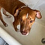 Chase is registered to the contest to win money with this photo: dog, bathtub, brown_dog, white_stripe, looking_up, ears, fur, floor_vent, bathroom, shower_curtain, empty_bathtub, canine, pet, indoor, closeup, animal, domestic_animal, expression, standing, white_background