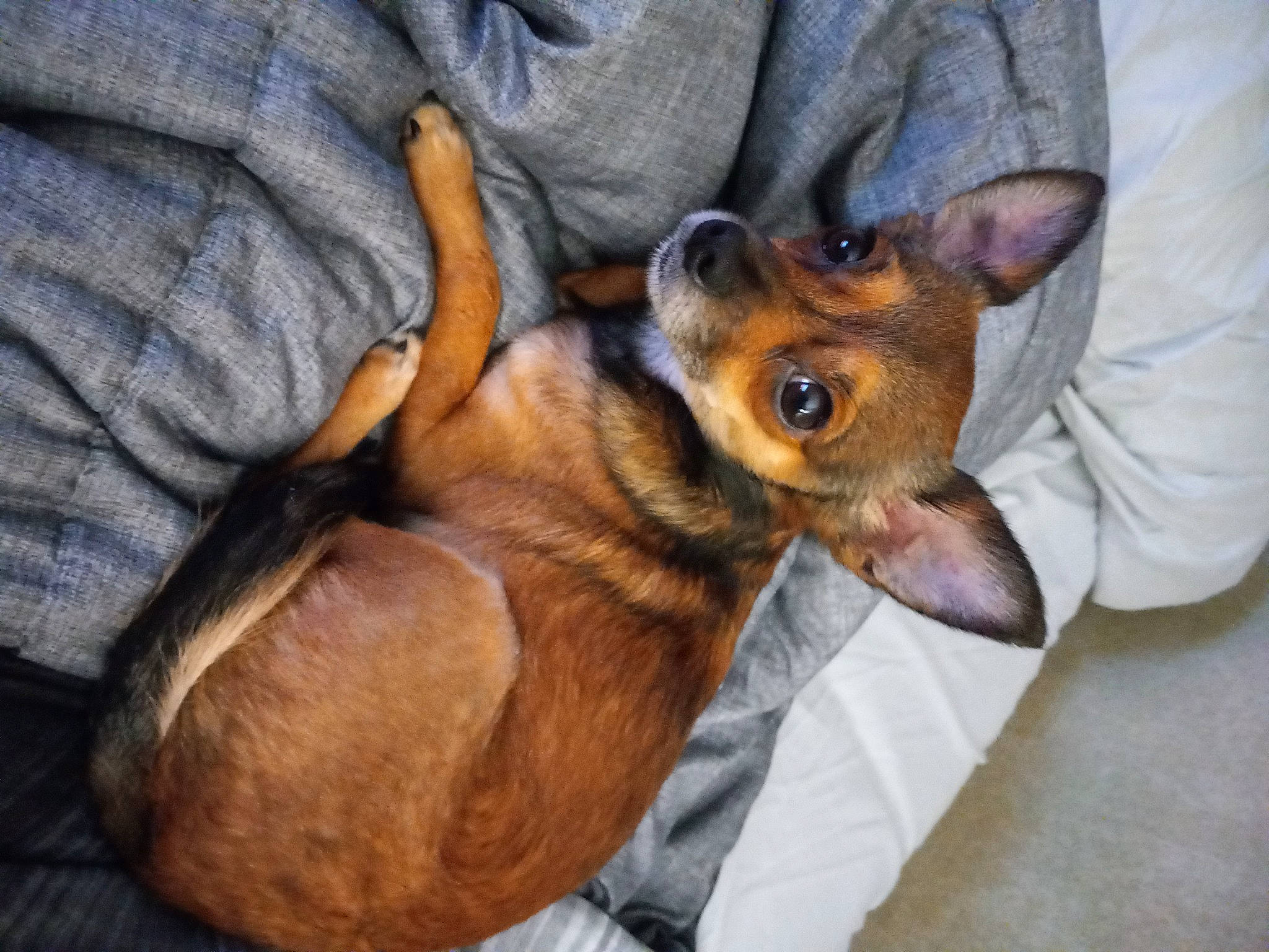 Lil Man joined the competition — help win amazing prizes! canidae, carnivore, comfort, companion_dog, dog, dog_breed, ear, fawn, fur, paw, prazsky_krysarik, puppy, sporting_group, terrestrial_animal, toy_dog, whiskers, wildlife