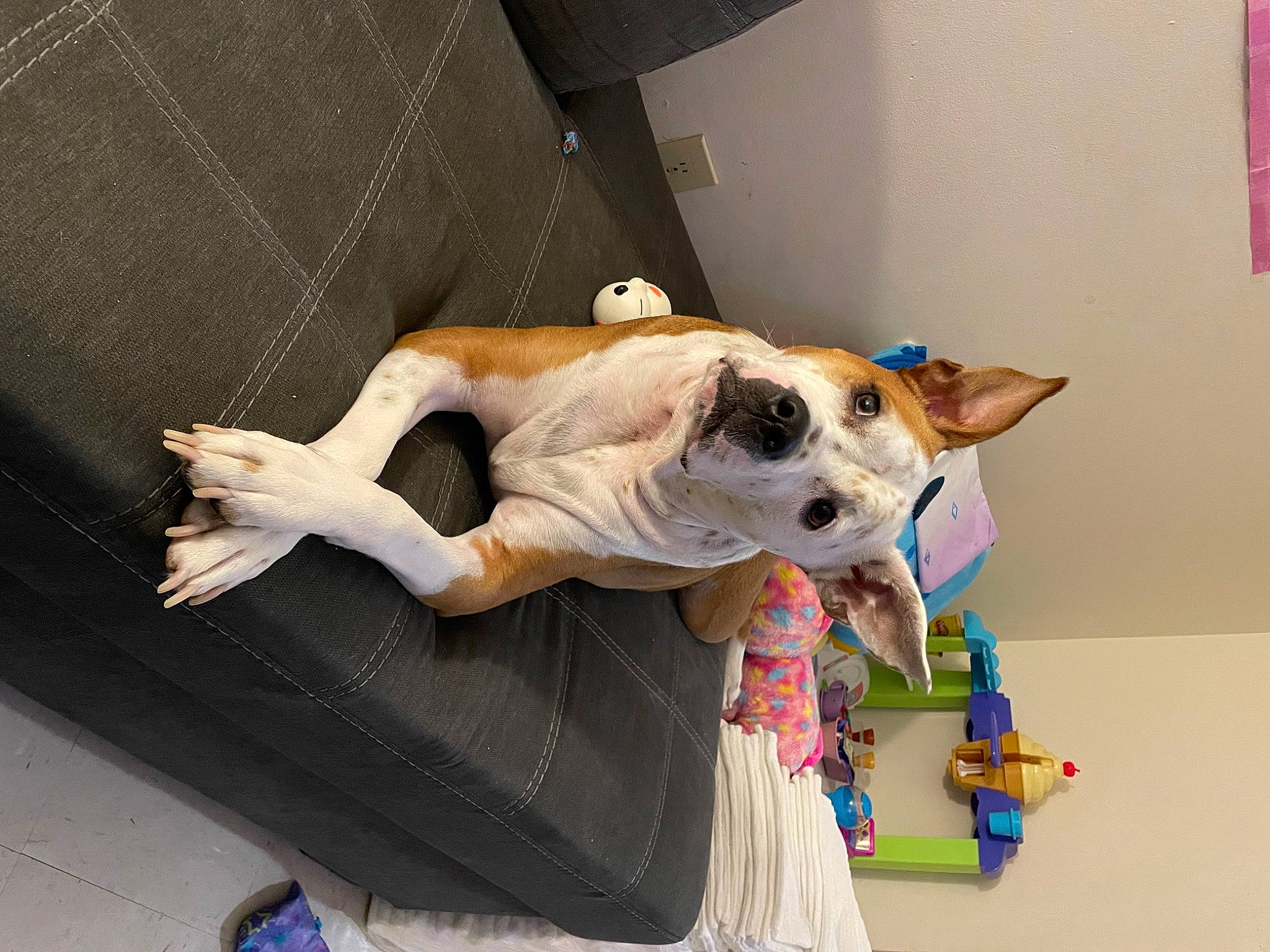 Fendi joined the competition — help win amazing prizes! bed, canidae, carnivore, collar, comfort, companion_dog, couch, dog, dog_breed, dog_clothes, dog_supply, fawn, flooring, fur, linens, paw, room, sporting_group, tail, toy_dog