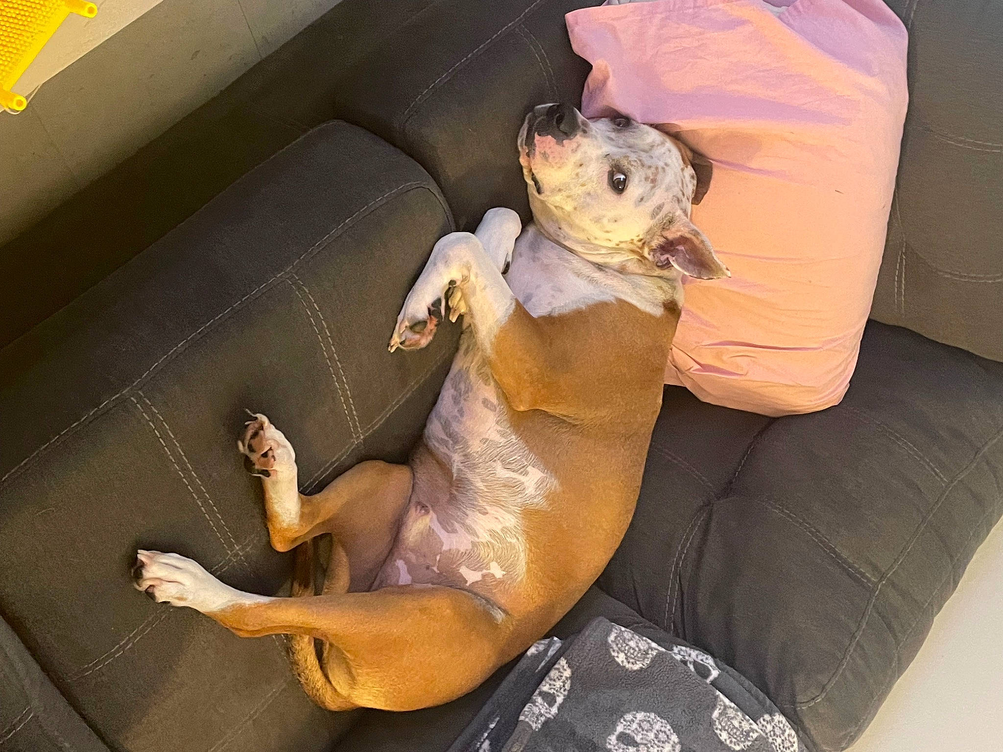 Fendi is registered to the contest to win money with this photo: canidae, carnivore, comfort, companion_dog, couch, dog_breed, elbow, fawn, foot, human_leg, knee, nail, paw, sitting, snout, stuffed_toy, tail, thigh, toy, vehicle_door