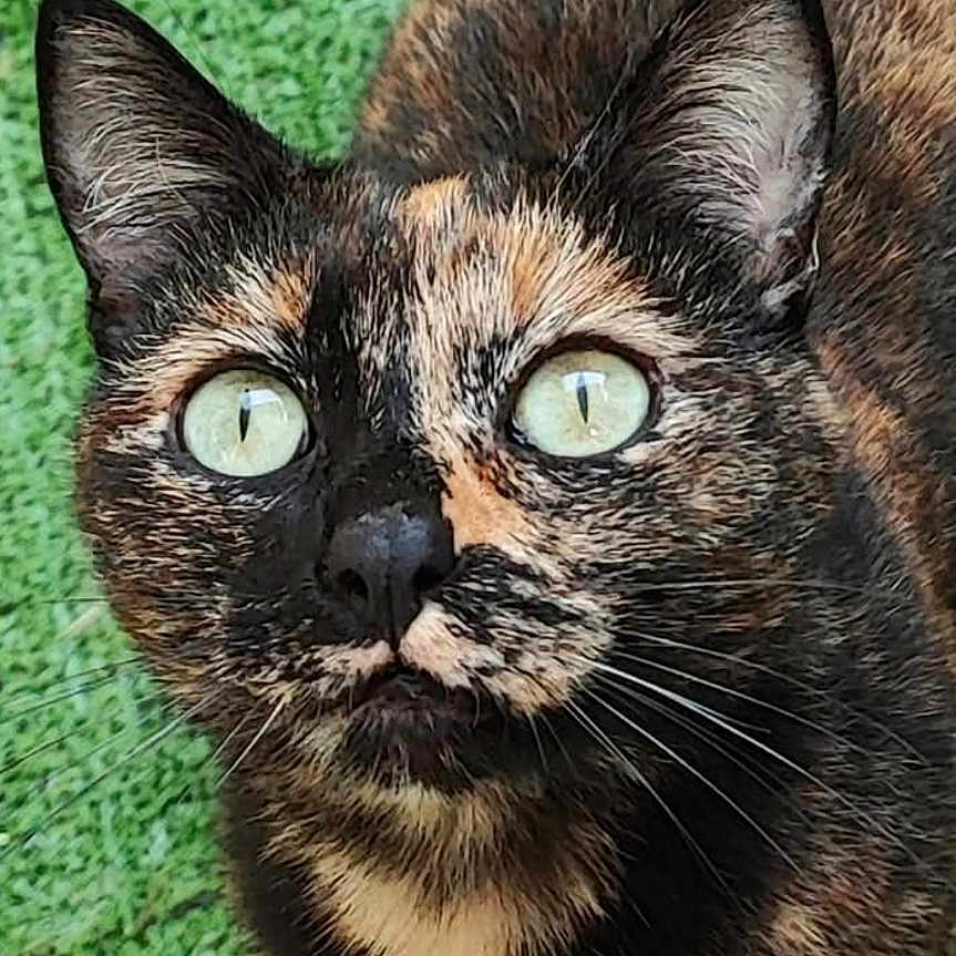 Praline