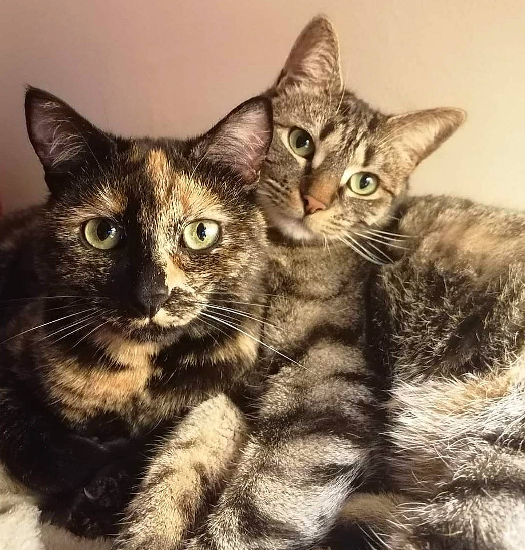 Praline Et Ronron