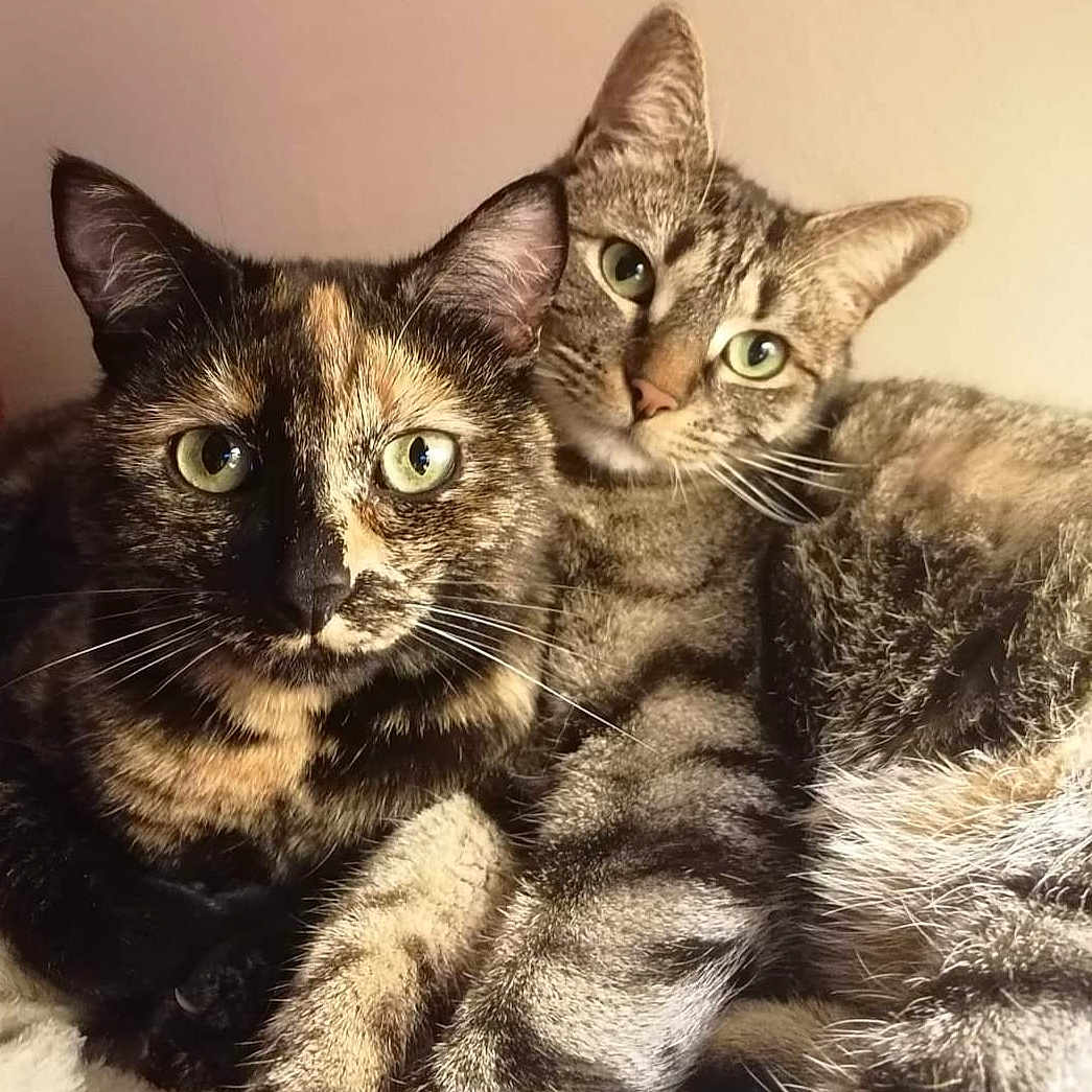 Praline Et Ronron