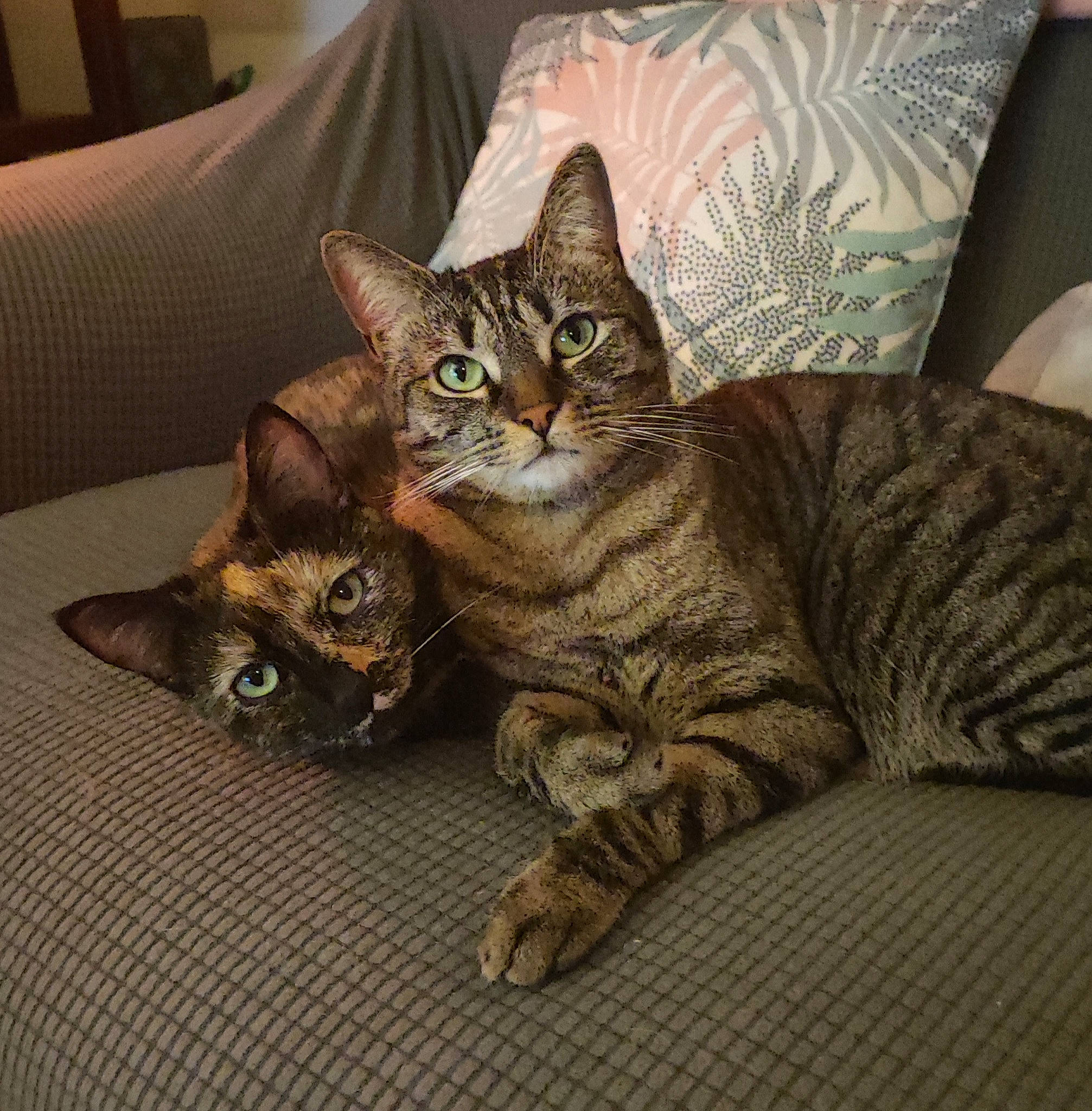 Praline Et Ronron participe au concours pour gagner de l'argent avec cette photo : carnivore, cat, cat_supply, claw, comfort, couch, domestic_short_haired_cat, eye, felidae, fur, grey, linens, paw, pillow, sitting, small_to_medium_sized_cats, snout, tail, tree, whiskers