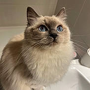 Lilas a rejoint le concours — aidez-le/la à gagner de superbes lots ! cat, blue_eyes, fluffy, fur, pet, indoor, sink, curious, whiskers, close_up, animal, feline, domestic, cute, soft, portrait, looking_up, ears, face, nose